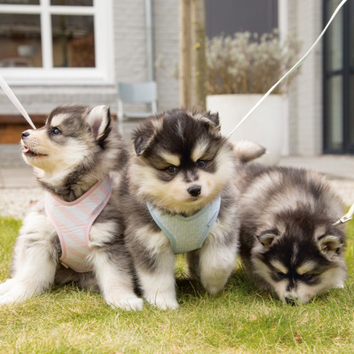 Beeztees Hunde-Geschirr Puppy Geschirr Filana pink