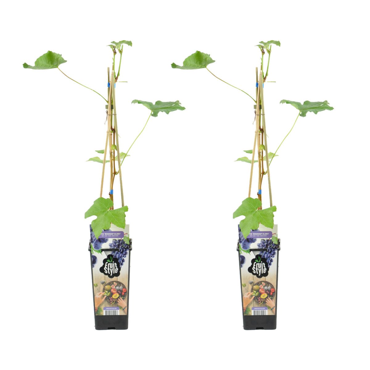 Bloomique Kletterpflanze 2er-Set Vitis Vinifera Boskoop Glory, Weinrebe, 60-70 cm, Topf 14 cm, 2 St.