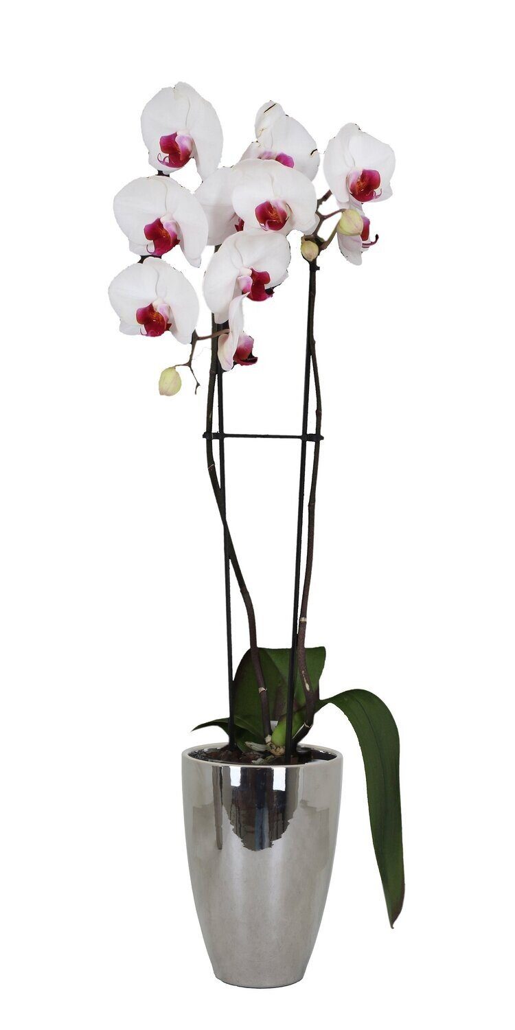 Orchideenvase silber tegawo ‍ Dekovase hochglänzend