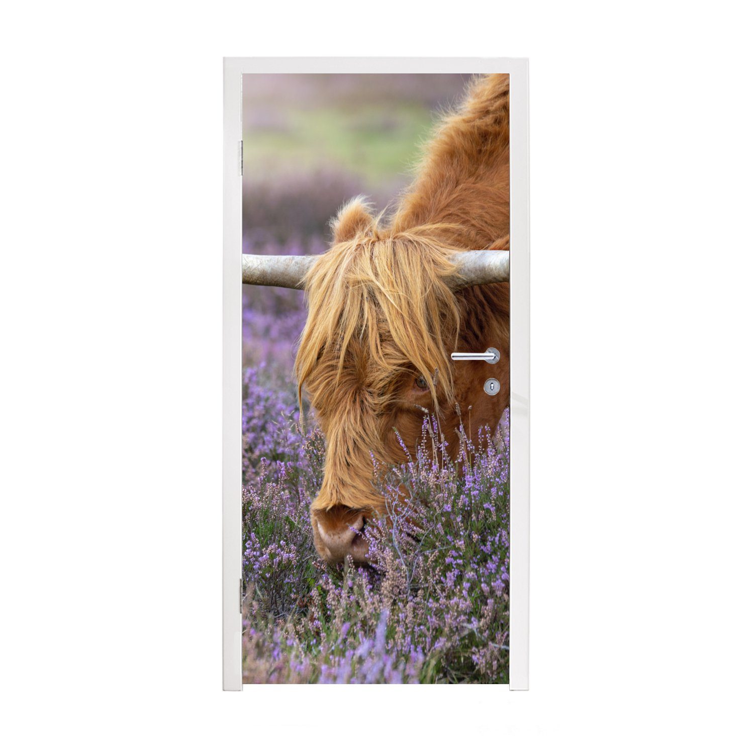 MuchoWow Türtapete Schottischer Highlander - Tiere - Heide, Matt, bedruckt, (1 St), Fototapete für Tür, Türaufkleber, 75x205 cm