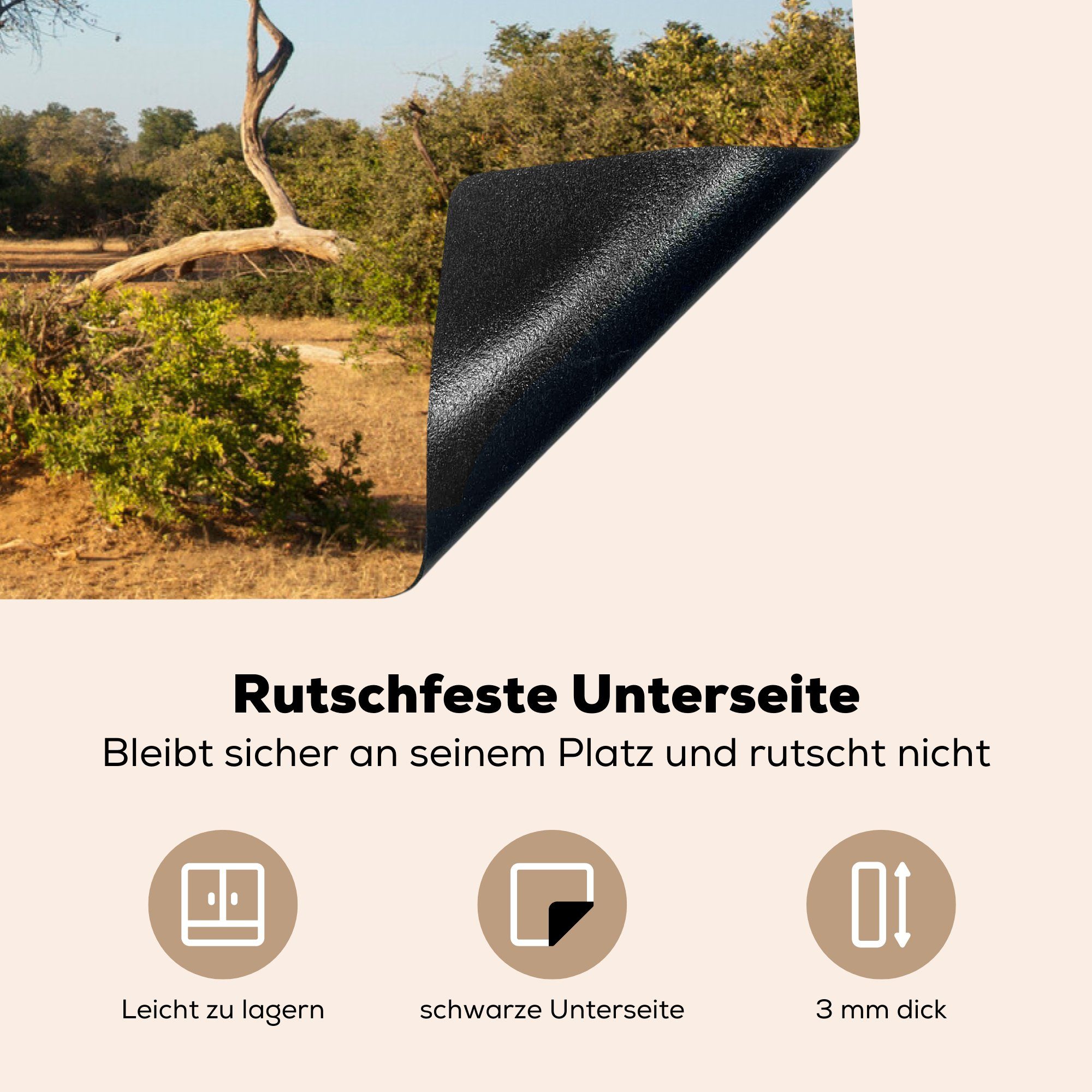 Park, küche, Zambezi Induktionskochfeld Herdblende-/Abdeckplatte cm, im Ceranfeldabdeckung Lower MuchoWow tlg), Boabab Vinyl, (1 für National die Schutz Fantastischer 81x52