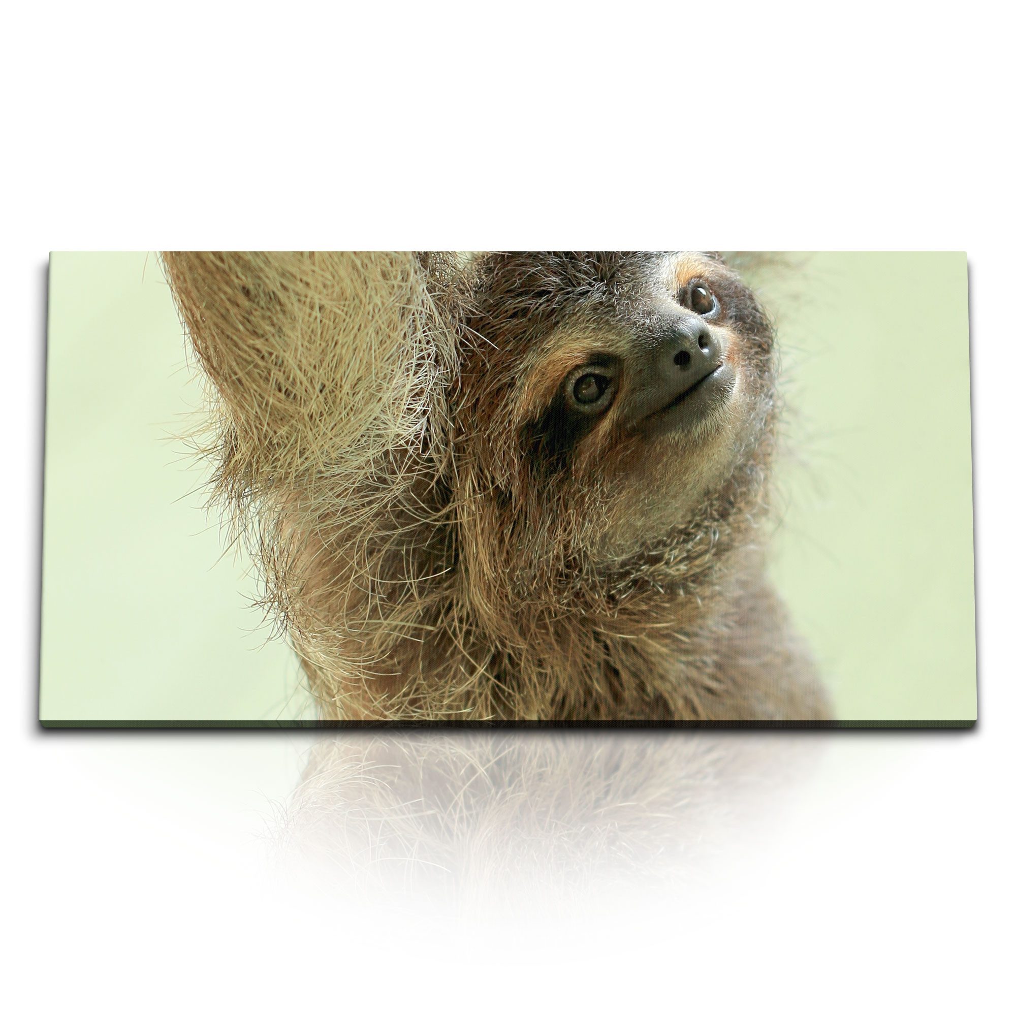 Leinwandbild Kunstdruck Bilder 120x60cm Kleines Faultier Tierfotografie Lustig Faul