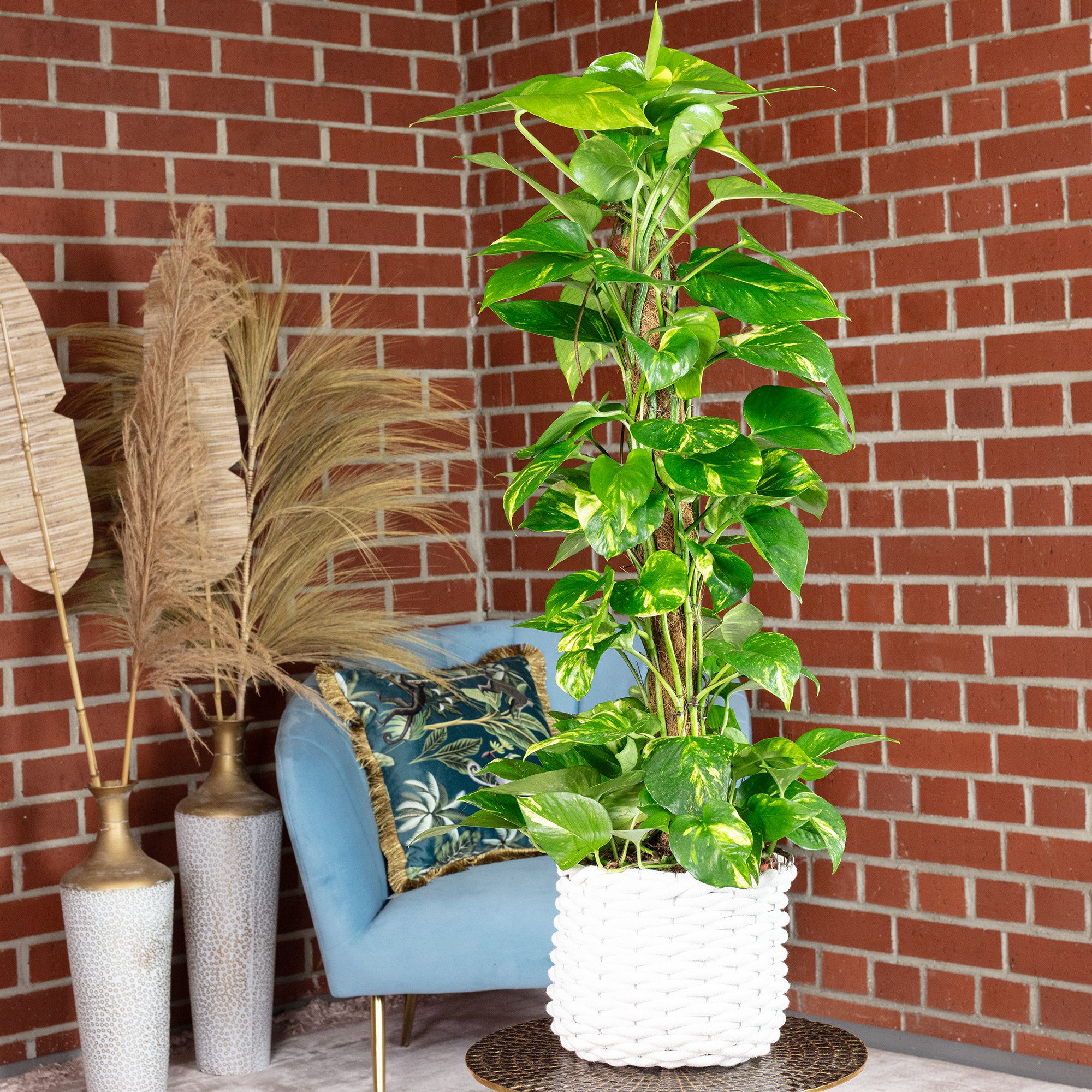 Flowerbox Zimmerpflanze Efeutute am Moosstab - Epipremnum aureum, pflegeleicht - Höhe ca. 80 cm, Topf-Ø 19 cm