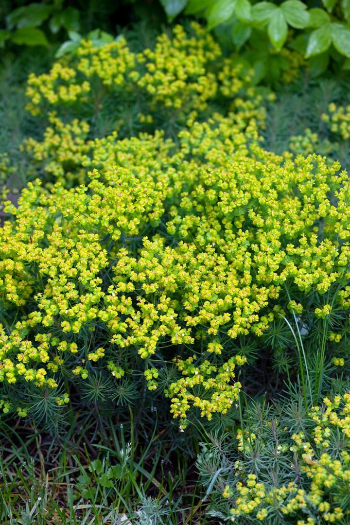 Pflanzen für Dich Staude Euphorbia cypar. Fens Ruby, 1 St., Zypressen-Wolfsmilch