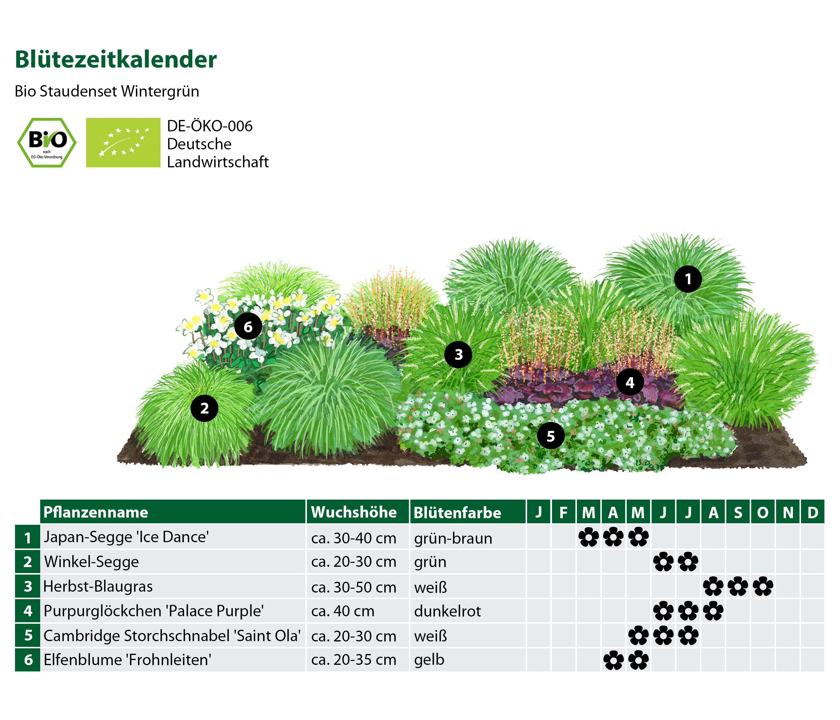 Dehner Staude Bio Stauden-Set Wintergrün, 18 mehrjährige Stauden, je 3-20 cm, Pflanzenset für (halb) schattige und insektenfreundliche Beetre