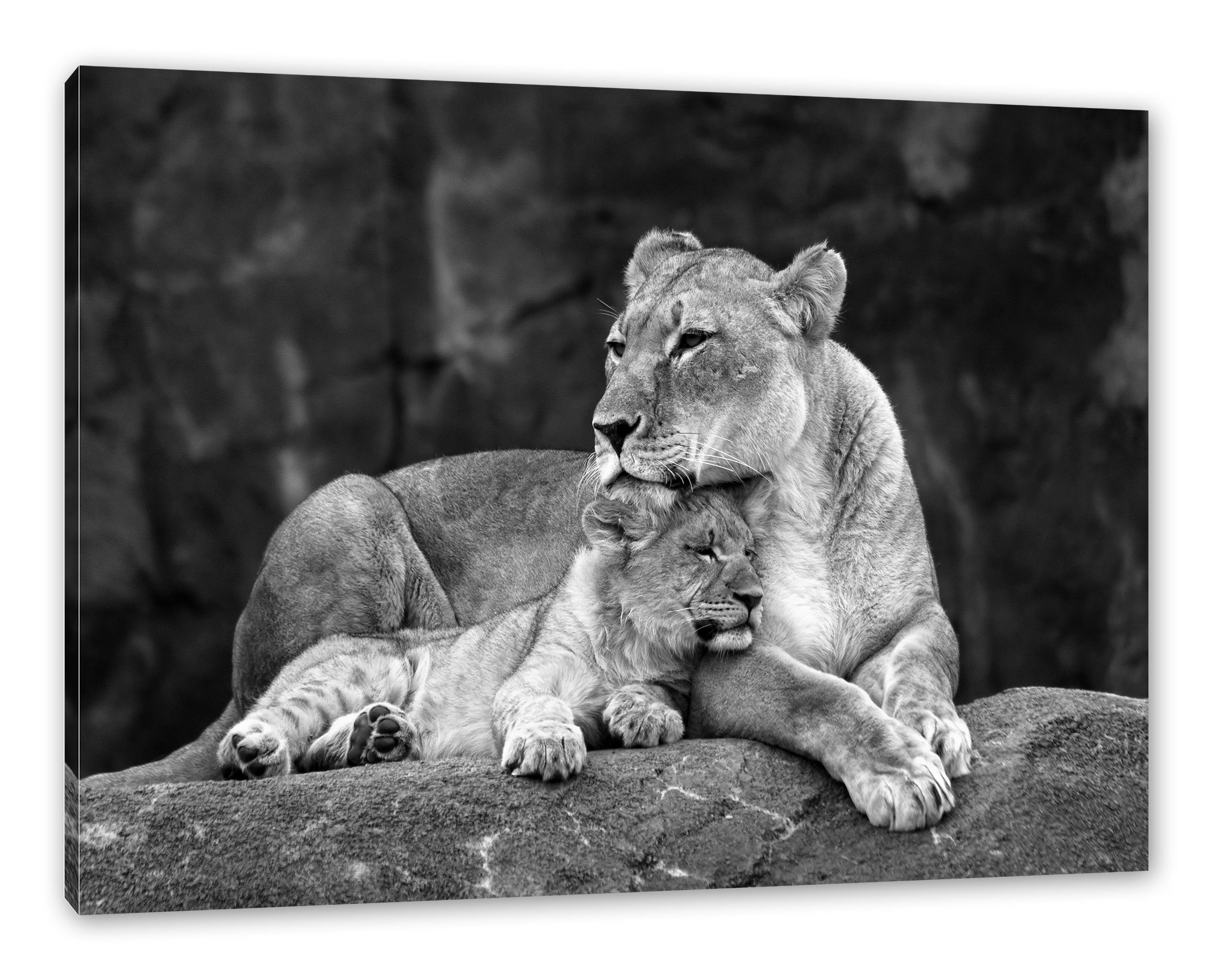 Pixxprint Leinwandbild Löwe Löwenjungen, Löwe Löwenjungen (1 St), Leinwandbild fertig bespannt, inkl. Zackenaufhänger