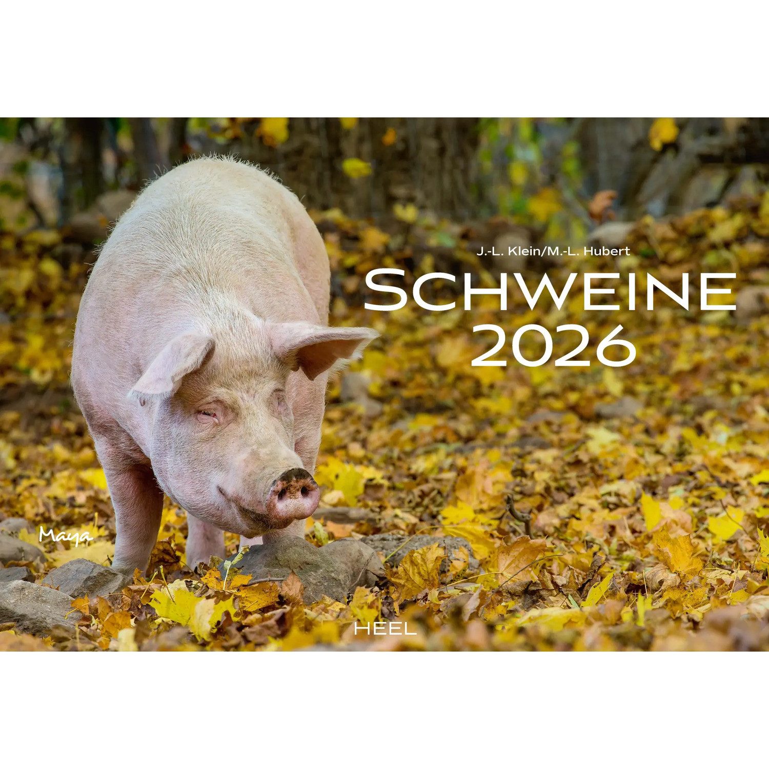 HEEL Verlag Wandkalender Schweine Kalender 2026