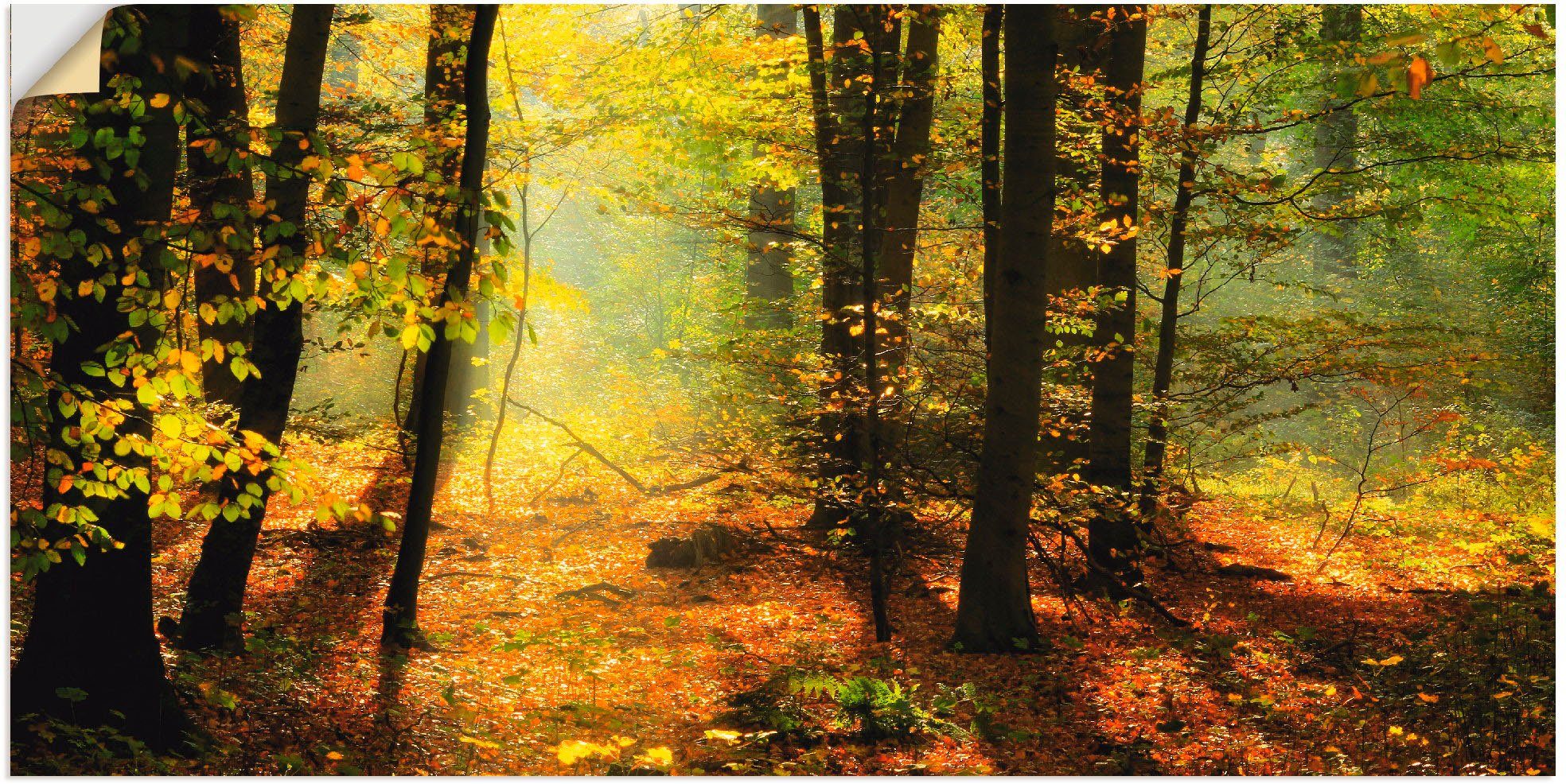 Artland Wandbild Herbstlicht im Wald, (1 Poster Leinwandbild, Größen versch. Wald St), in als Wandaufkleber oder