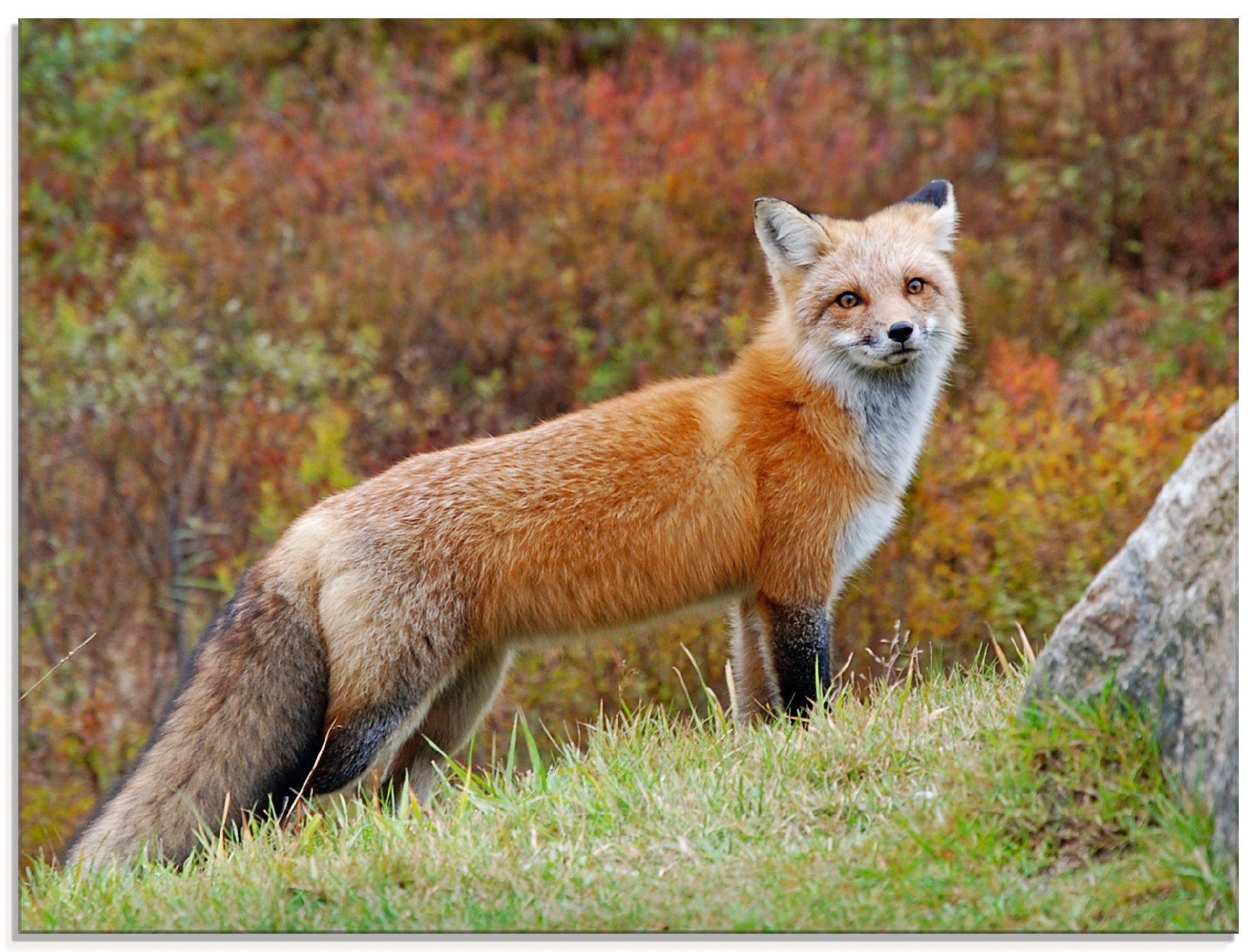 in St), Größen (1 I, Glasbild Fuchs Wildtiere Artland verschiedenen