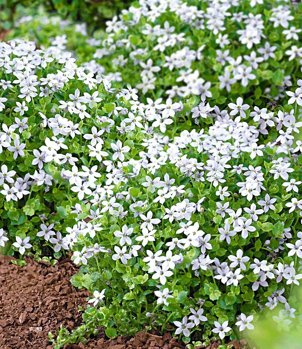 BALDUR Garten Bodendecker Isotoma 'White Splash', 3 St., Schnellwachsend,winterhart, mehrjährig, pflegeleicht