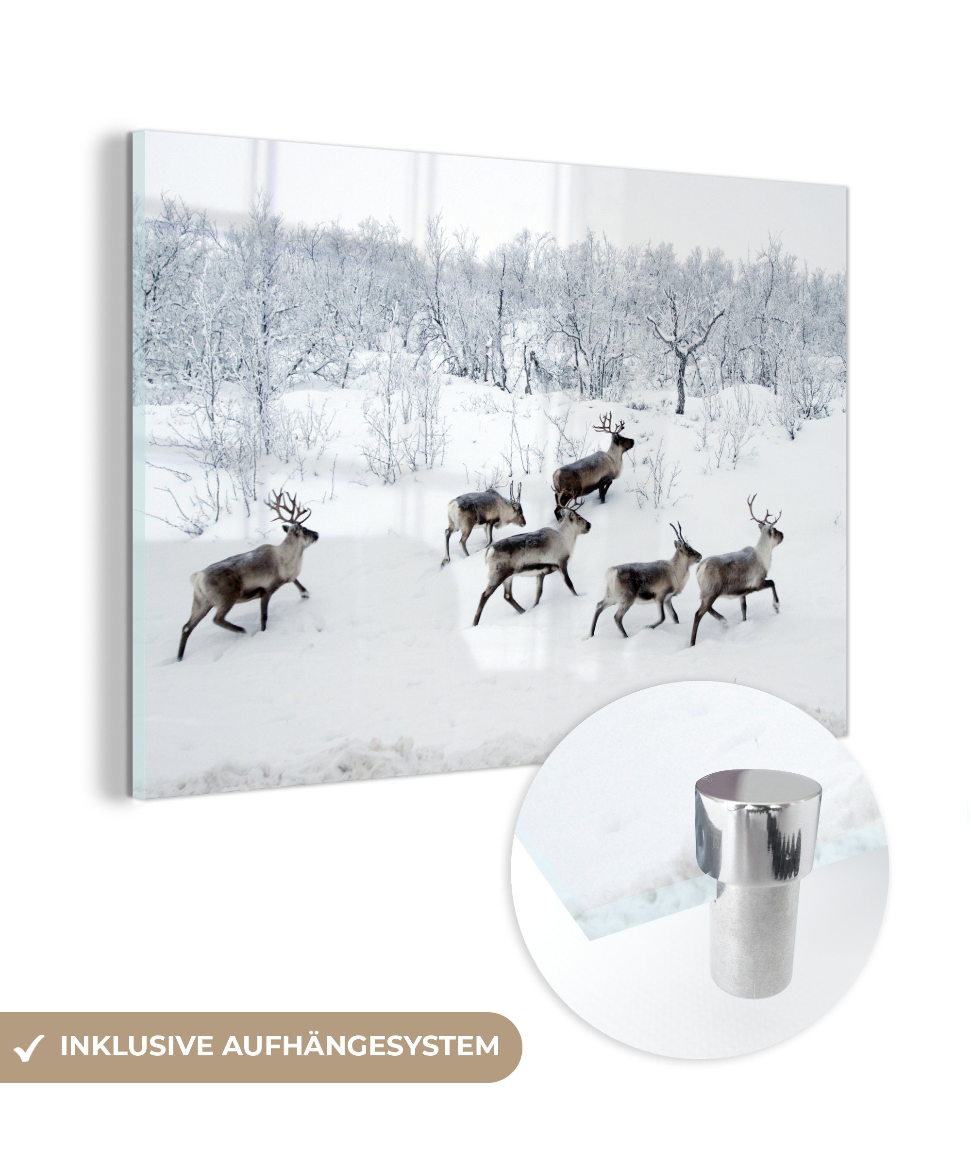 & Wald Schlafzimmer Acrylglasbilder Wohnzimmer Acrylglasbild Rentier Winter, - (1 - Schnee MuchoWow St), -