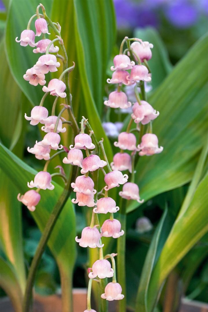 Pflanzen für Dich Staude Convallaria majalis Rosea, 1 St., Maiglöckchen, Maierisli, Mairöschen