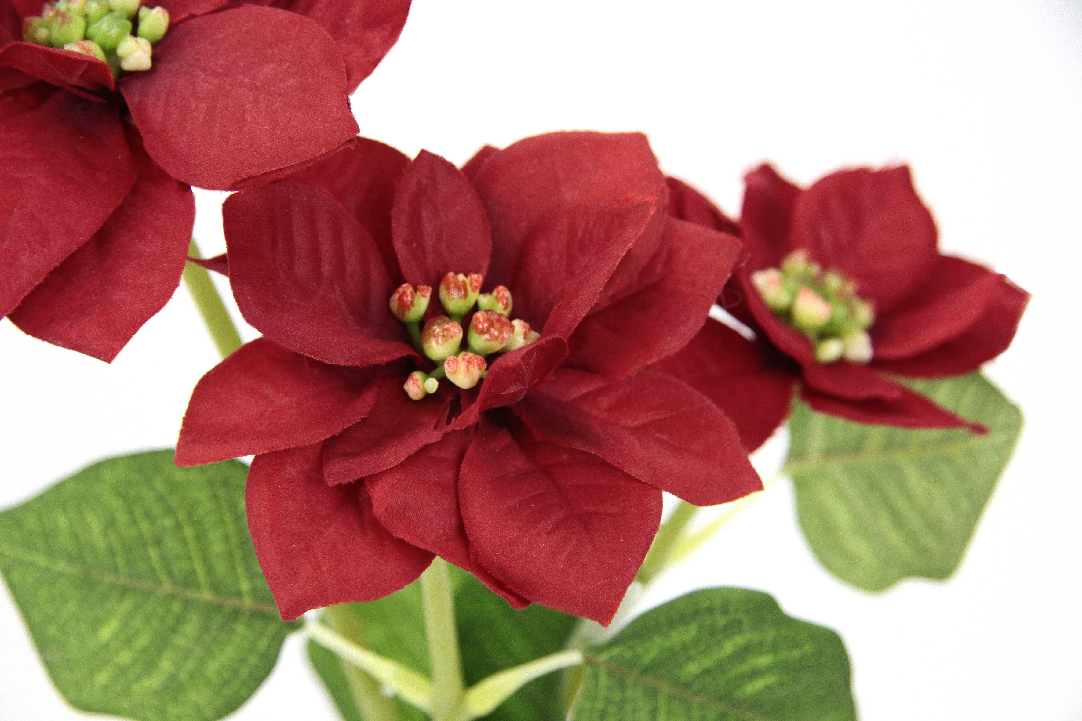 Kunstblume Poinsettie, I.GE.A., Höhe 28 cm, Künstlicher Poinsettiazweig, 5er Set