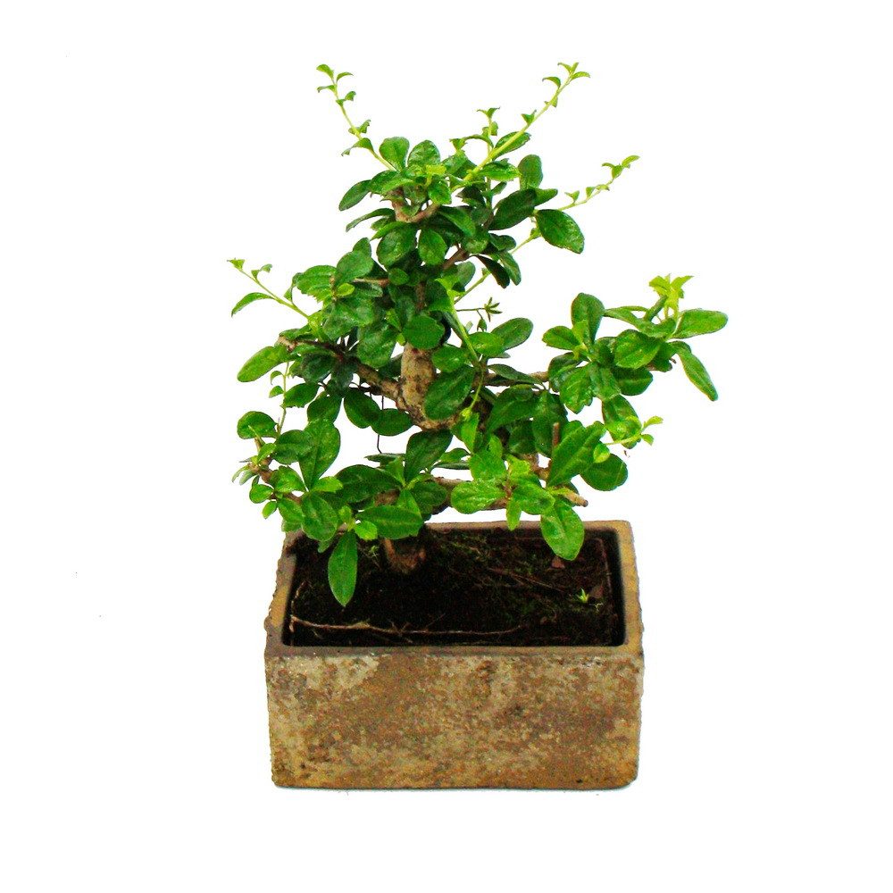 Exotenherz Zimmerpflanze Zimmerbonsai in moderner Trendkeramik Carmona 6 Ja günstig online kaufen