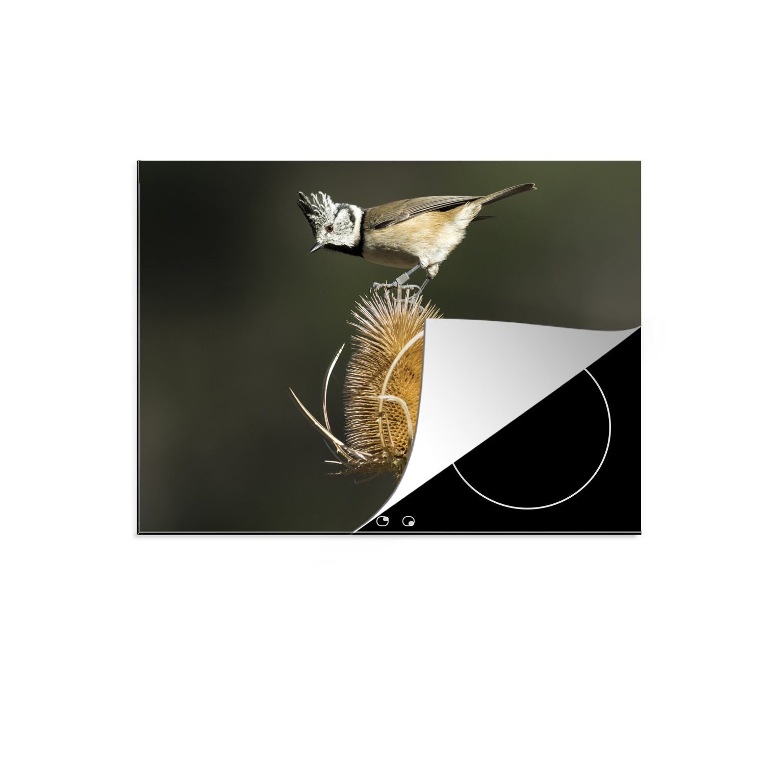 MuchoWow Herdblende-/Abdeckplatte Eine Haubenmeise sitzt auf einer Blume, Vinyl, (1 tlg), 71x52 cm, Induktionskochfeld Schutz für die küche, Ceranfeldabdeckung