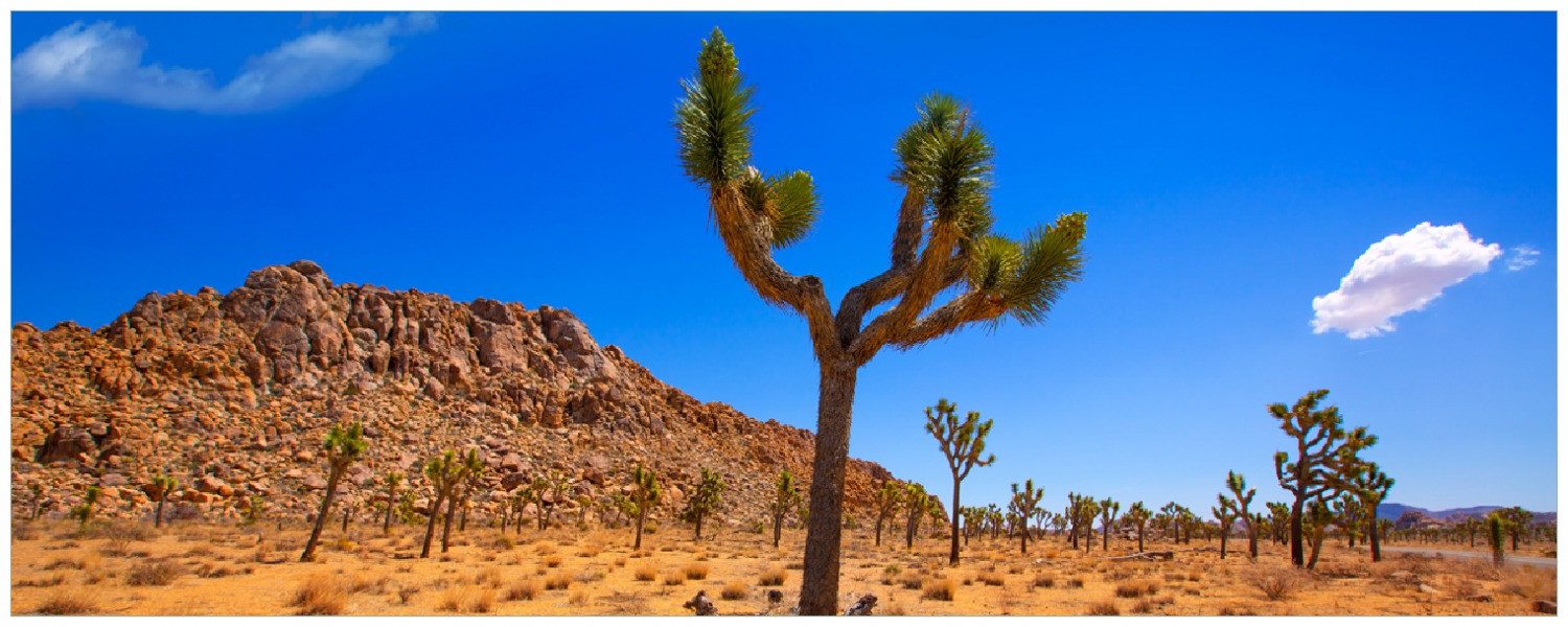 Wallario Memoboard Palmlilie im Nationalpark Yucca Valley  Wüstenlandschaft