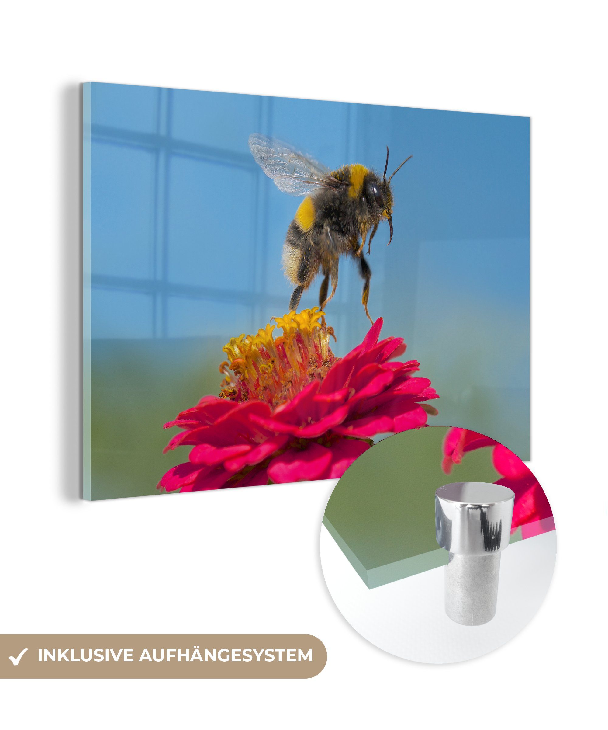 MuchoWow Acrylglasbild Hummel schwebt über einer rosa Zinnienpflanze, (1 St), Acrylglasbilder Wohnzimmer & Schlafzimmer