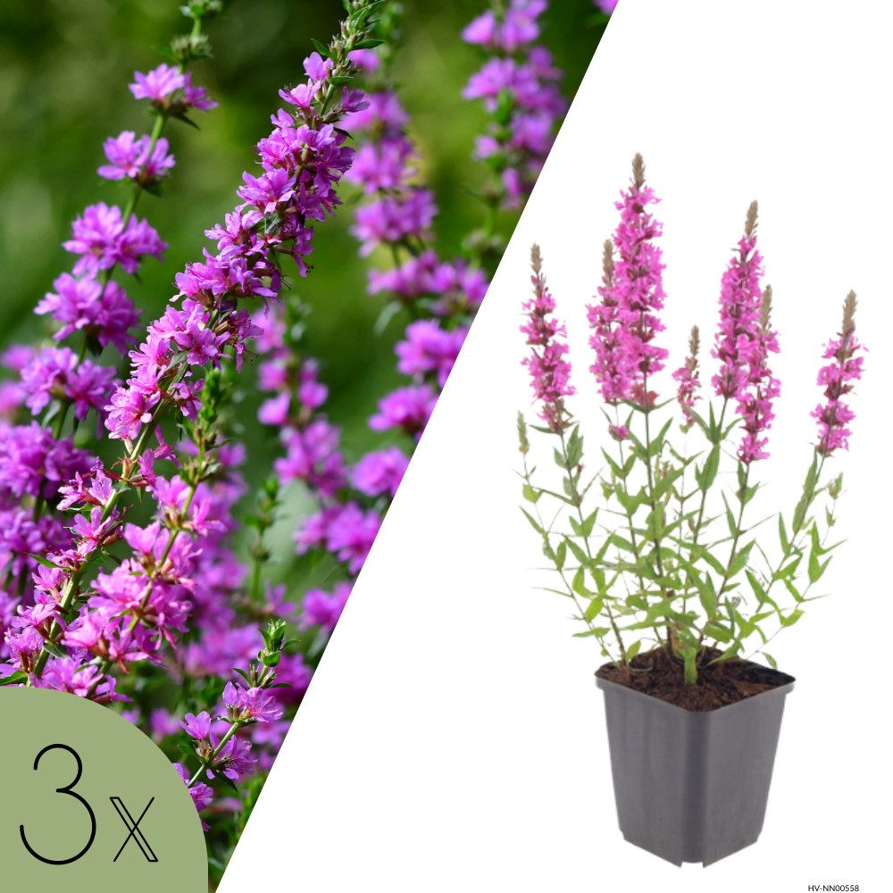 NatureNest Staude Katzenminze, Set 3 Pflanzen, Nepeta faassenii, bienen- und