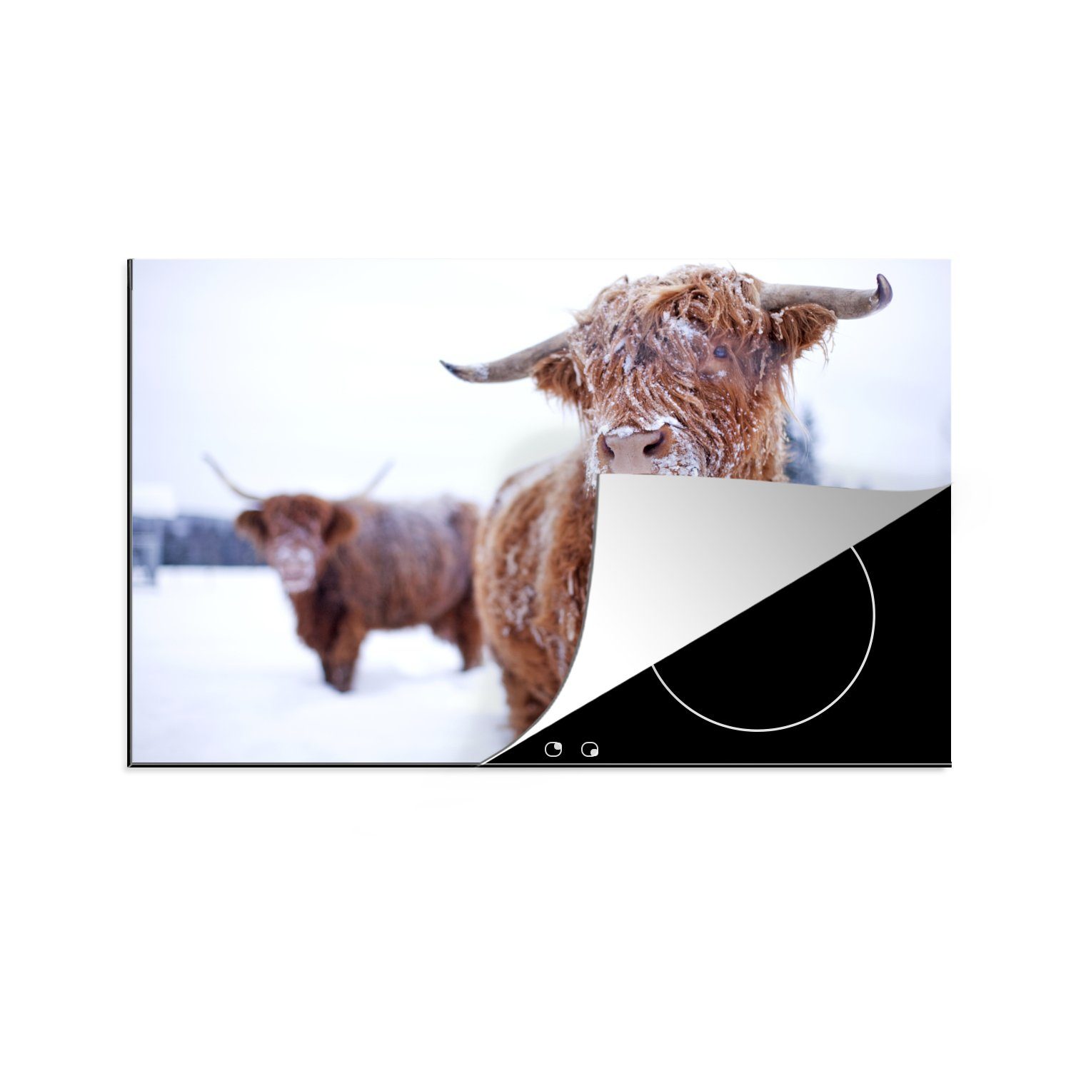 MuchoWow Herdblende-/Abdeckplatte Schottische Highlander - Schottische Kühe - Schnee, Vinyl, (1 tlg), 81x52 cm, Induktionskochfeld Schutz für die küche, Ceranfeldabdeckung