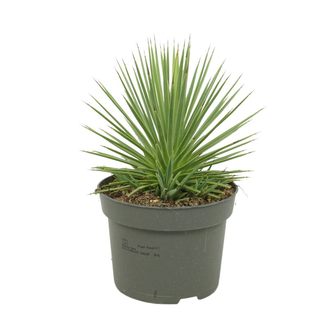 Exotenherz Kaktus Agave striata var. nana - Stachelsschwein-Agave - 12cm Topf