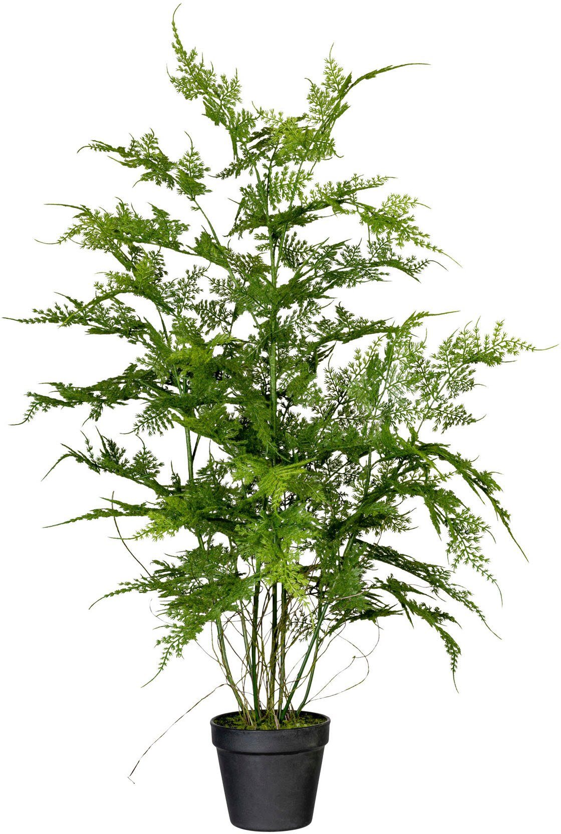 Künstliche Zimmerpflanze Farn Asparagus plumosus Farn, Creativ green, Höhe  80 cm