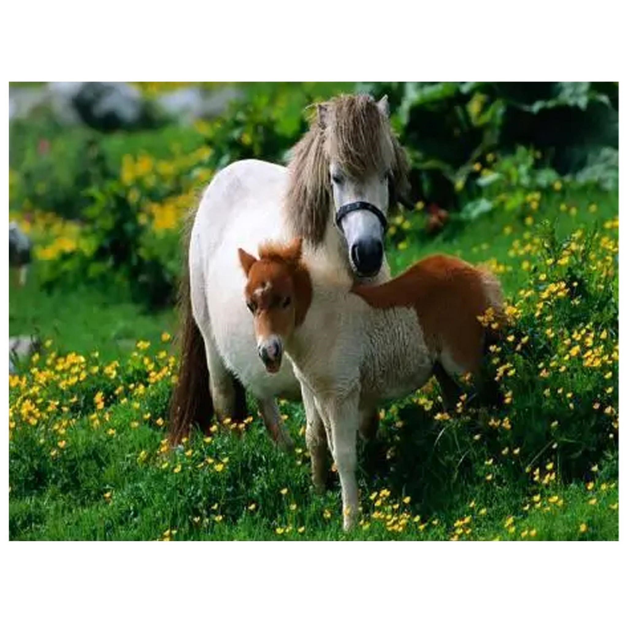 LA CUTE Malen nach Zahlen XL Pony Malset – Kreatives Malen nach Zahlen mit Rahmen 40x50cm (Komplettes Malset: Kreatives Malen nach Zahlen mit Rahmen und Farben, Malen nach Zahlen Set: Leinwand 40x50cm, Acrylfarben, Pinsel, Rahmen), Pony Malset: Hochwertige Leinwand 40x50cm mit Acrylfarben & Rahmen