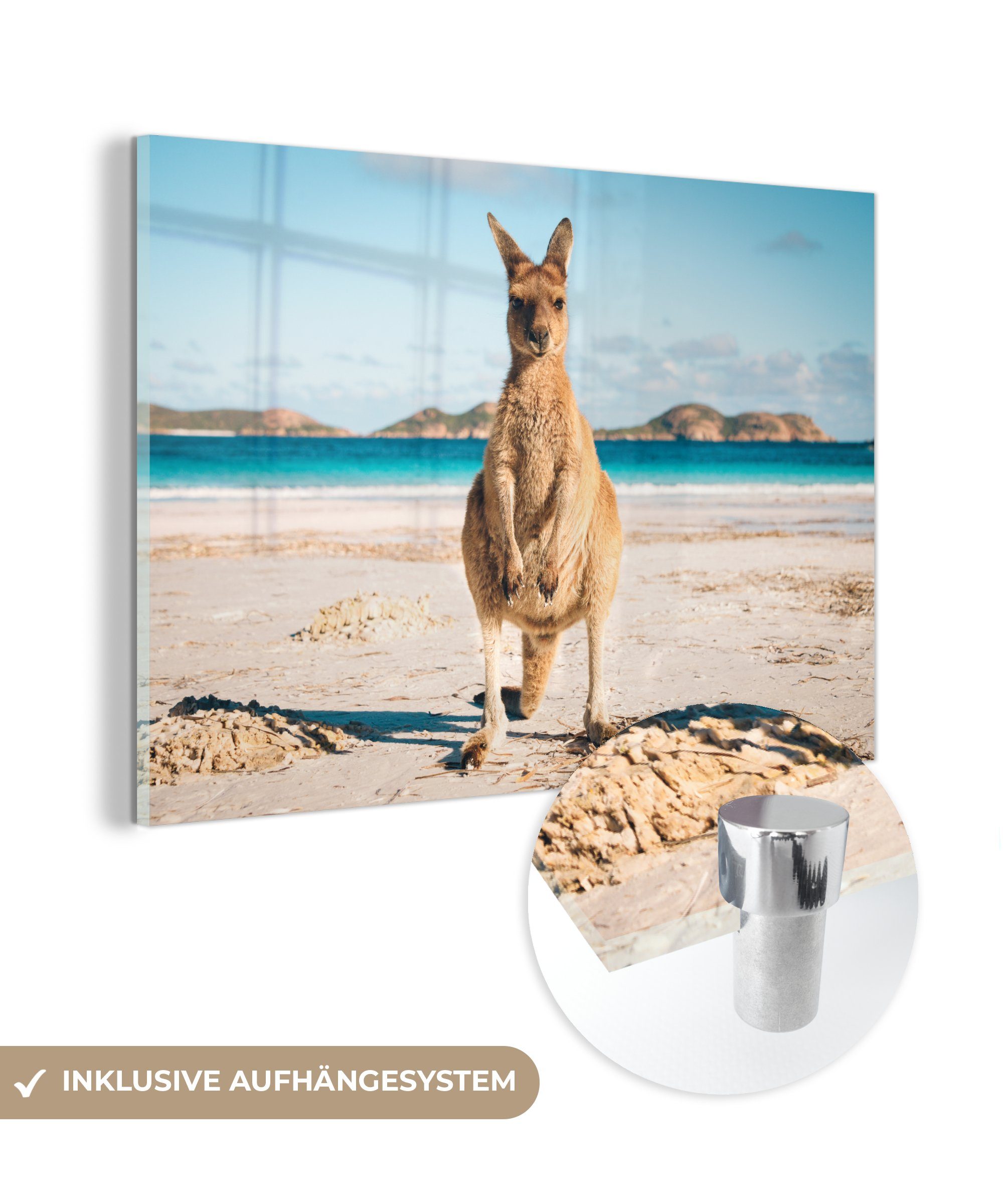 MuchoWow Acrylglasbild Känguru am Strand in Australien, (1 St), Acrylglasbilder Wohnzimmer & Schlafzimmer