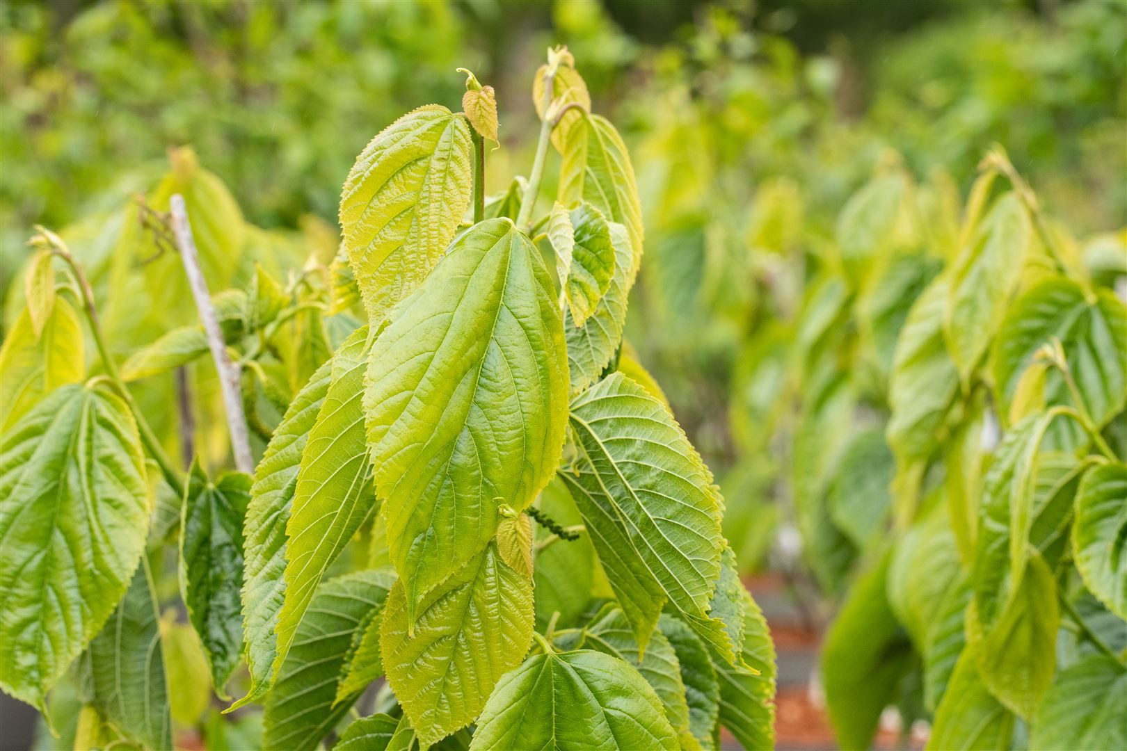 Pflanzen für Dich Gehölze Morus alba Giant Fruit, 1 St., Weiße Maulbeere