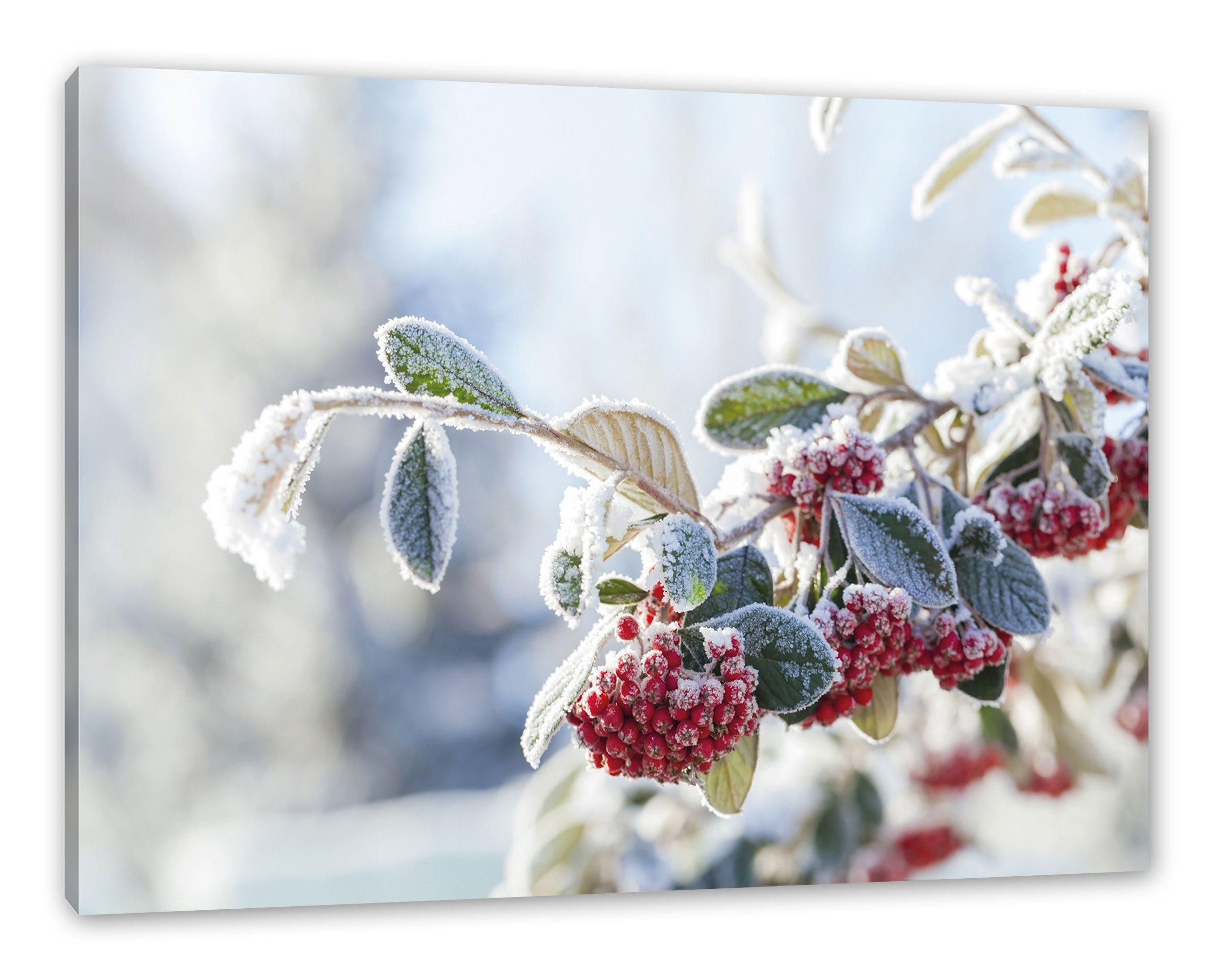 Pixxprint Leinwandbild Vogelbeeren im Winter, Vogelbeeren im Winter (1 St), günstig online kaufen