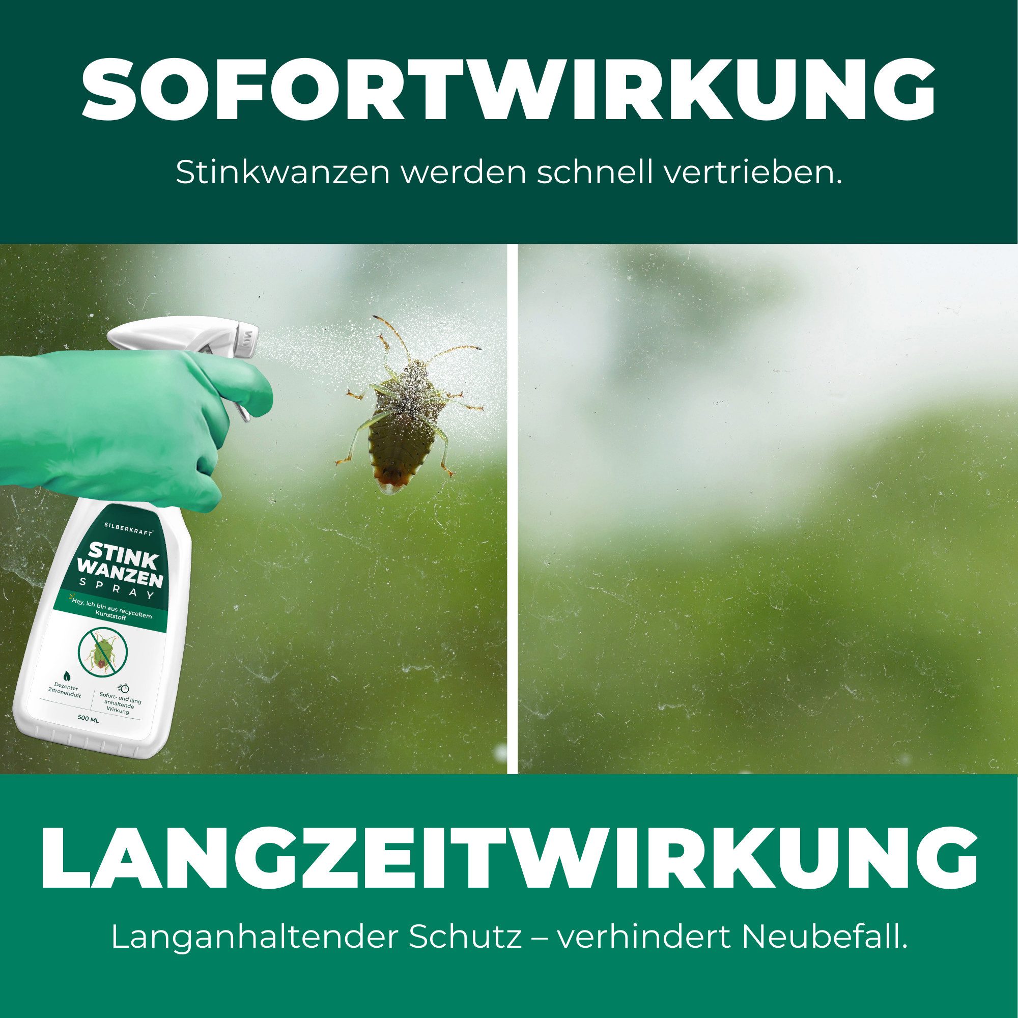 Silberkraft Insektenspray Silberkraft Stinkwanzenspray, Effektiver Sofort- und Langzeitschutz, 500 ml, Anti Stinkwanzen Spray, Stinkwanzen effektiv vertreiben,  – Bild 5 von 5