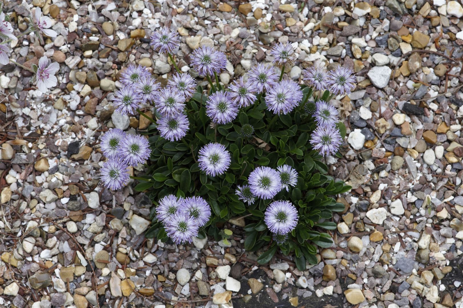 Pflanzen für Dich Staude Globularia cordifolia, 1 St., Kugelblume, Herzblättrige Kugelblume
