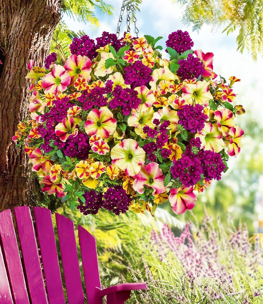 BALDUR Garten Balkonpflanze Sommerblumen-Mix 'Raspberry & Lemon', 3 St., Blütenpracht, pflegeleicht