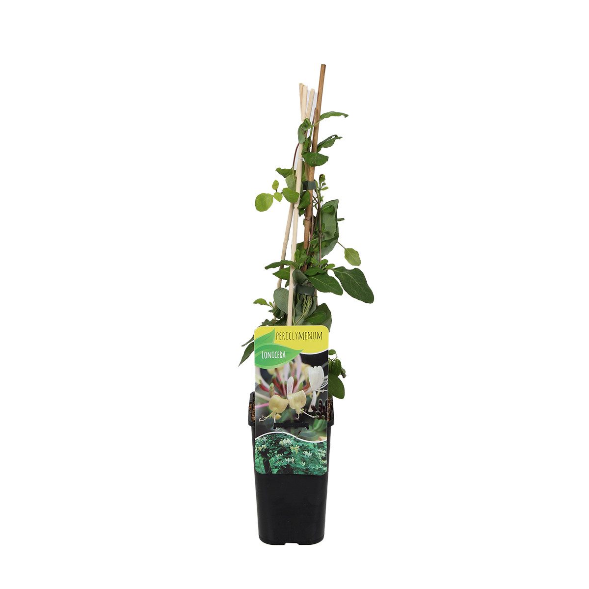 Bloomique Kletterpflanze Lonicera Periclymenum, Geißblatt, Gelb, 70-80 cm, Topf 15 cm, 1 St.