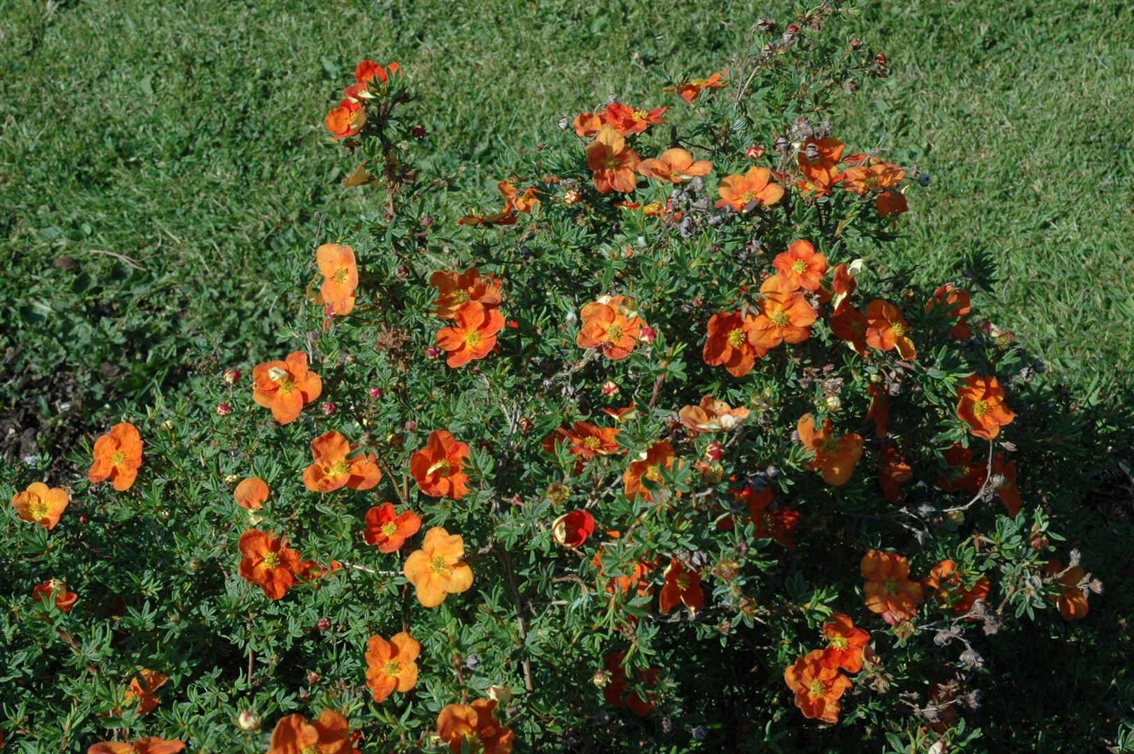 Pflanzen für Dich Bodendecker Potentilla Red Ace, 1 St., Fingerstrauch, Fünffingerstrauch, leuchtend rot, lange blütezeit