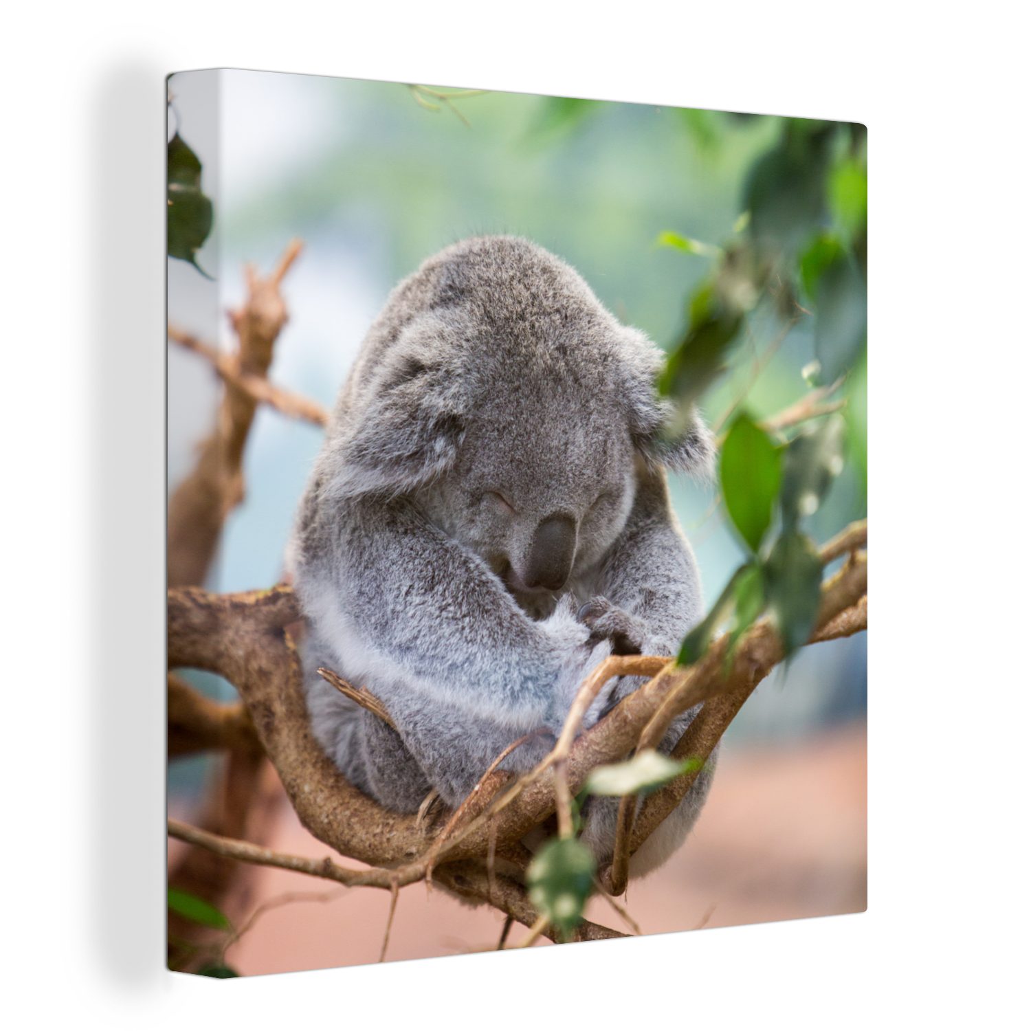 OneMillionCanvasses® Leinwandbild Koala - Äste - Schlaf - Kinder - Jungen - Mädchen, (1 St), Leinwand Bilder für Wohnzimmer Schlafzimmer