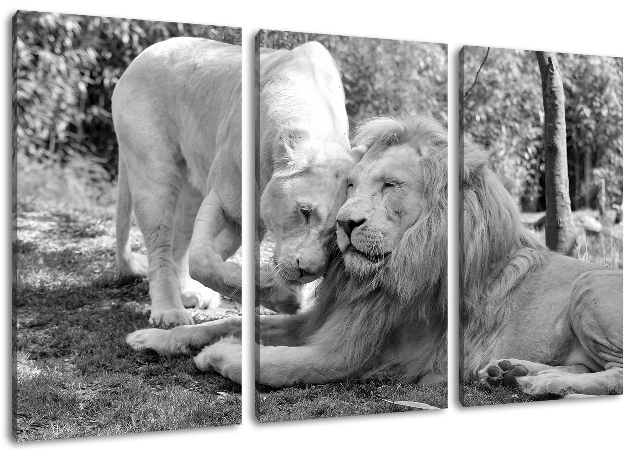 Pixxprint Leinwandbild verliebtes Löwenpaar Kunst B&W, verliebtes Löwenpaar Kunst B&W 3Teiler (120x80cm) (1 St), Leinwandbild fertig bespannt, inkl. Zackenaufhänger