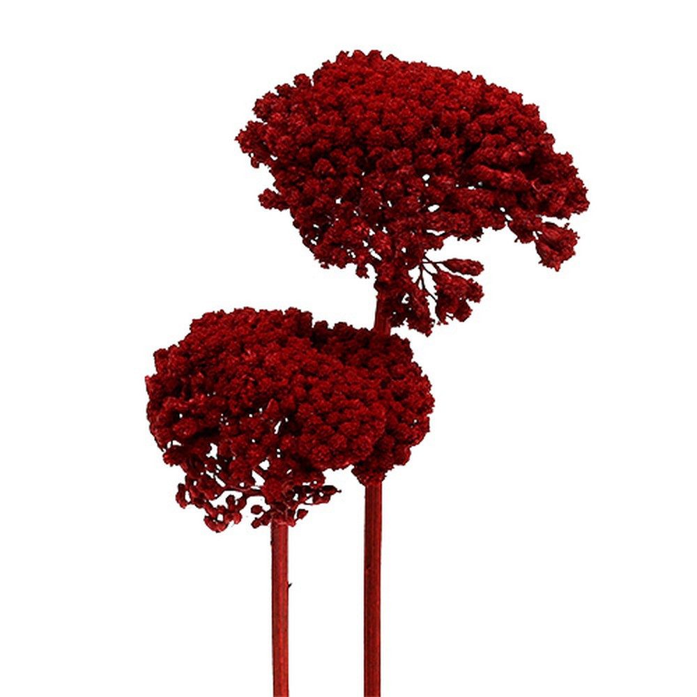 Trockenblume Achillea Schafgarbe Trockenblumen 1kg Weinrot - Dekorative, Viana, Höhe 60 cm