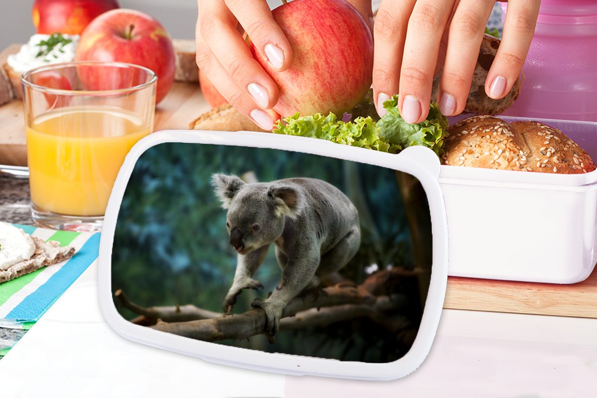- Mädchen (2-tlg), Jungs Kinder Lunchbox Koala Brotdose, und Kunststoff, Kinder Brotbox - Junge für und - Mädchen, für - Erwachsene, Baum Äste weiß - MuchoWow