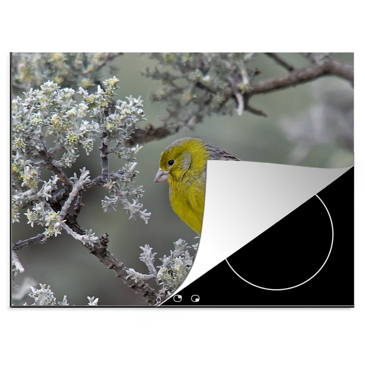 MuchoWow Herdblende-/Abdeckplatte Ein gelber Kanarienvogel in einem Baum, Vinyl, (1 tlg), 70x52 cm, Mobile Arbeitsfläche nutzbar, Ceranfeldabdeckung