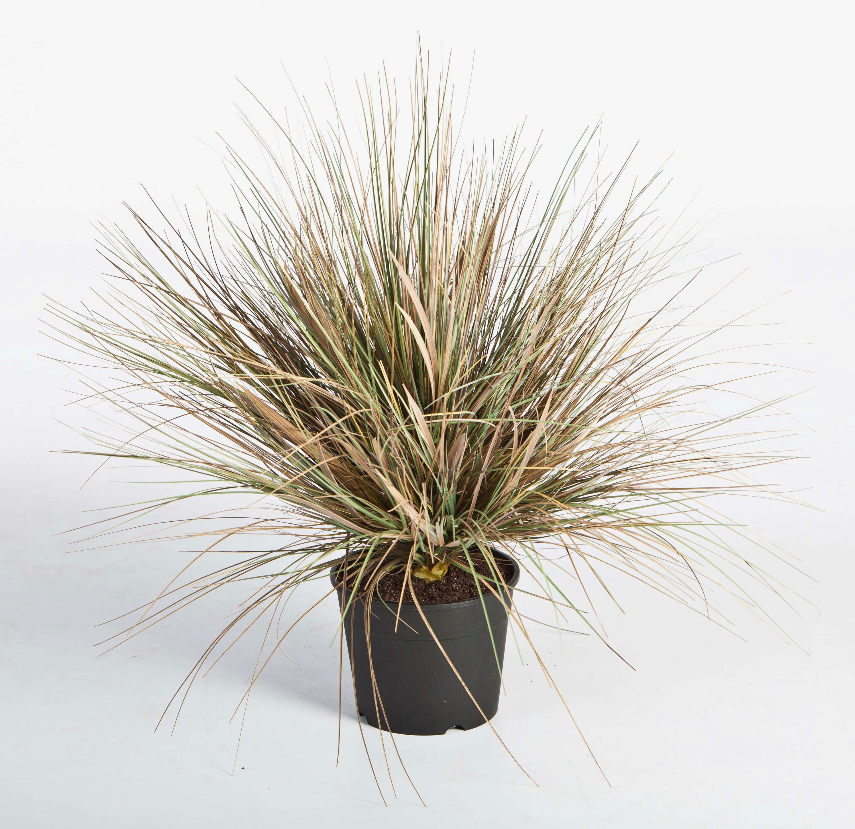 Kunstgras Künstliches Dünengras im Topf, grün-braun, 65cm - Kunstgras Strandhafer, artplants, Höhe 65.0 cm