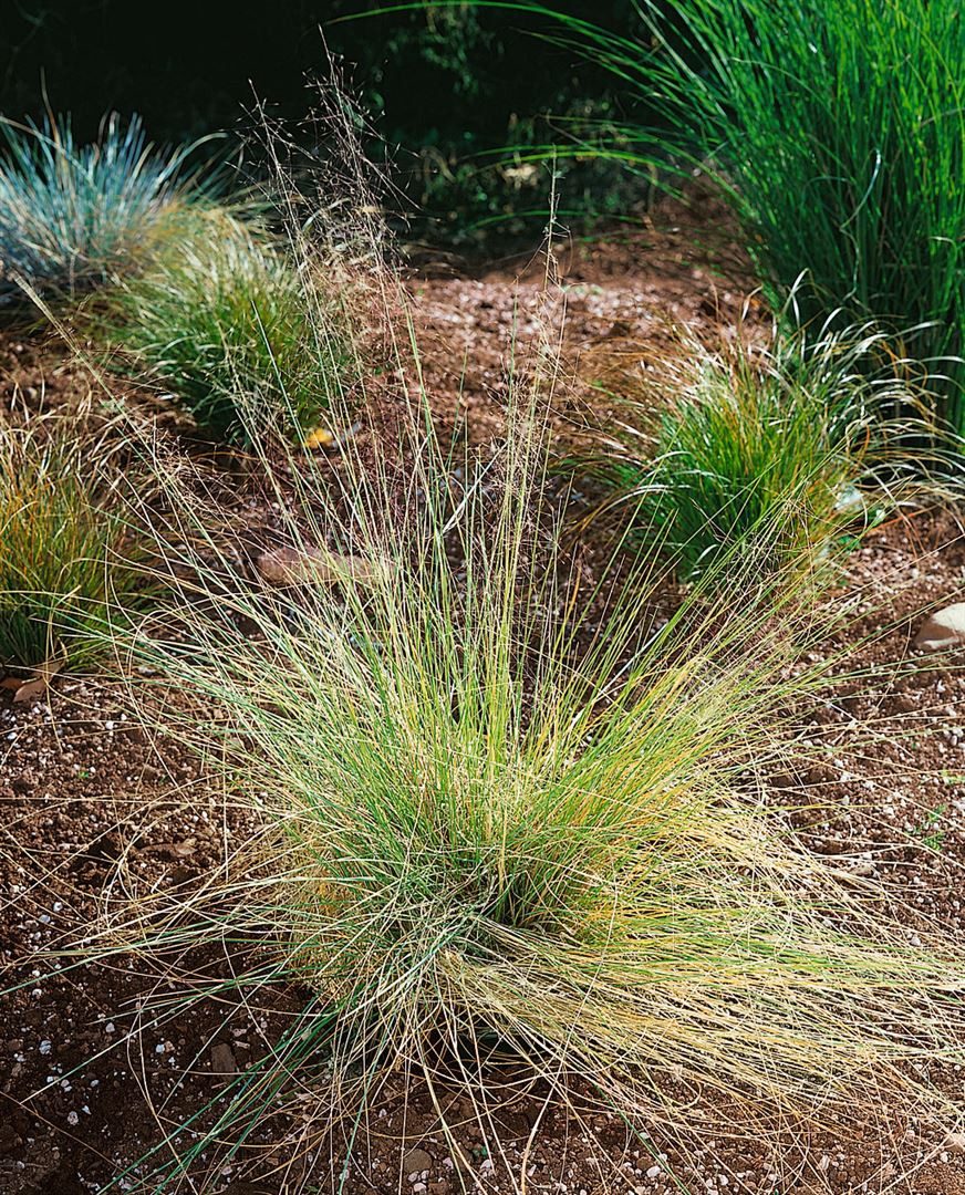 Pflanzen für Dich Staude Muhlenbergia capillaris, 1 St., Ponytailgras, Haargras, Rosa Haargras