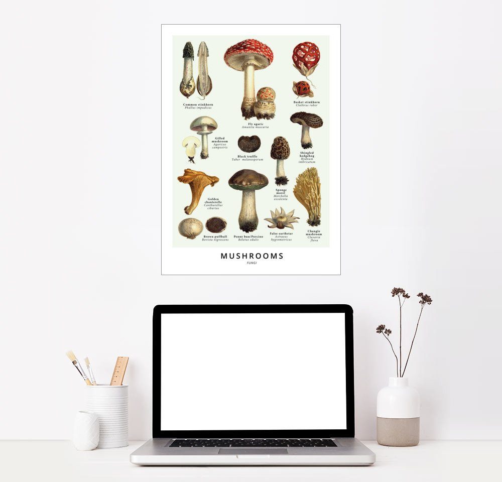 Posterlounge Wandbild, Premium-Poster Pilze (Englisch) online kaufen | OTTO