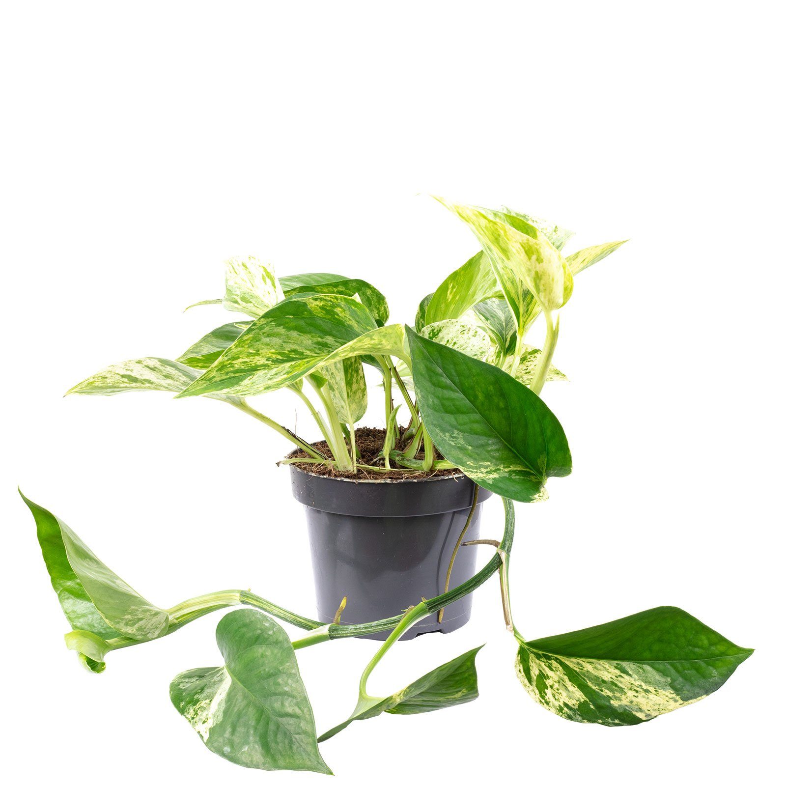 Flowerbox Zimmerpflanze Efeutute - Epipremnum aureum, - Höhe ca. 15 cm, Topf-Ø 12 cm