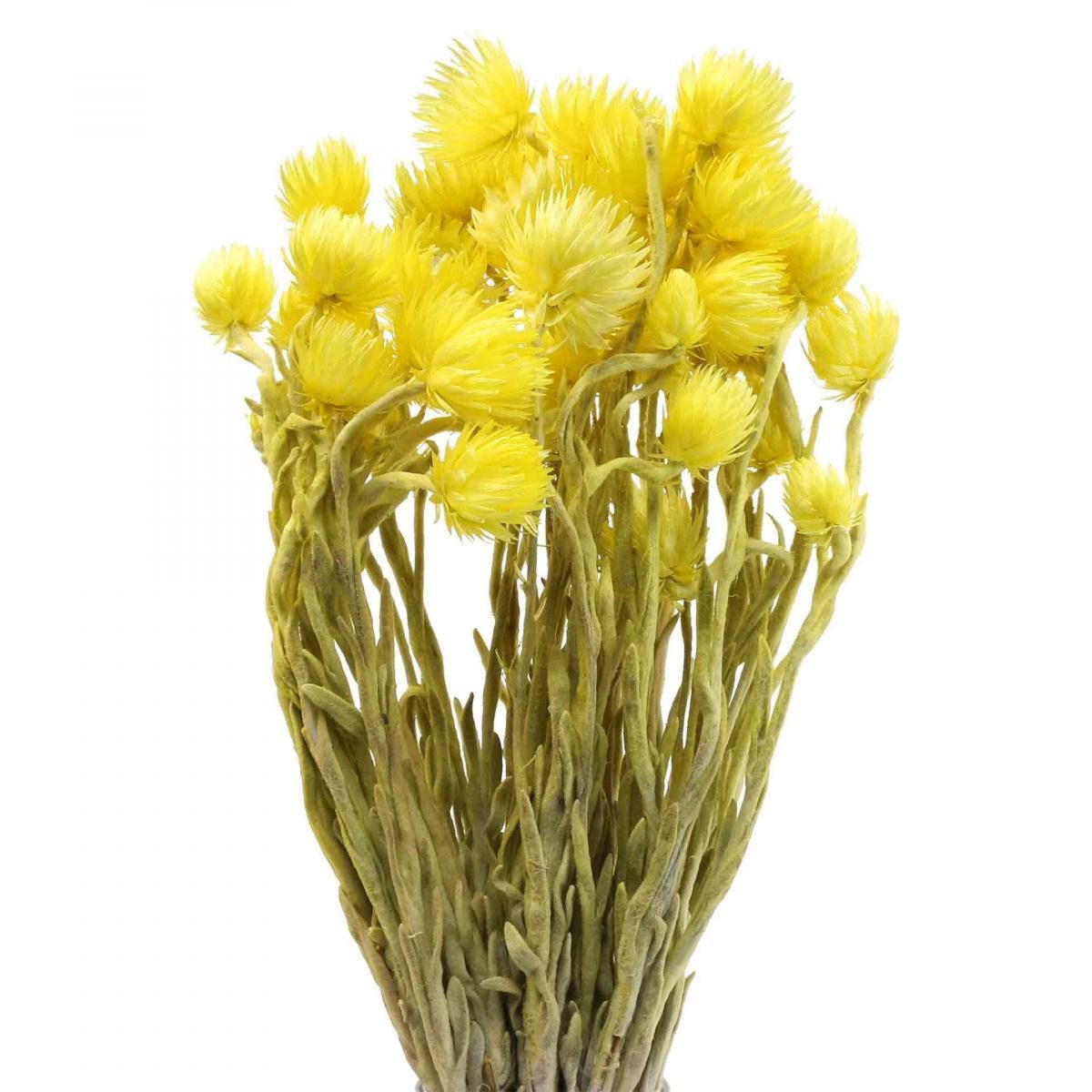 Trockenblume Gelbe Trockenblumen Capblumen Strohblumen 42cm Deko, Florists Products, Höhe 44 cm
