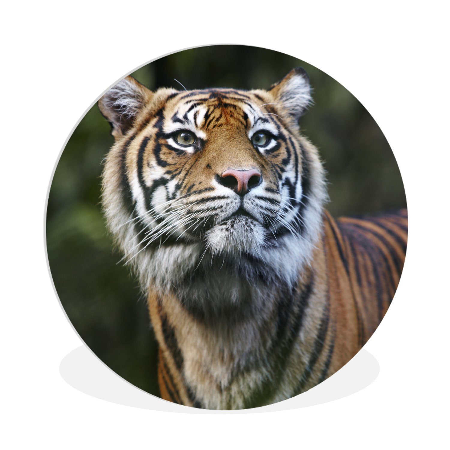 MuchoWow Gemälde Porträt eines Sumatra-Tigers, (1 St), Kreis Wanddekoration Forex, Rundes Wandbild, Wohnzimmer, 30x30 cm