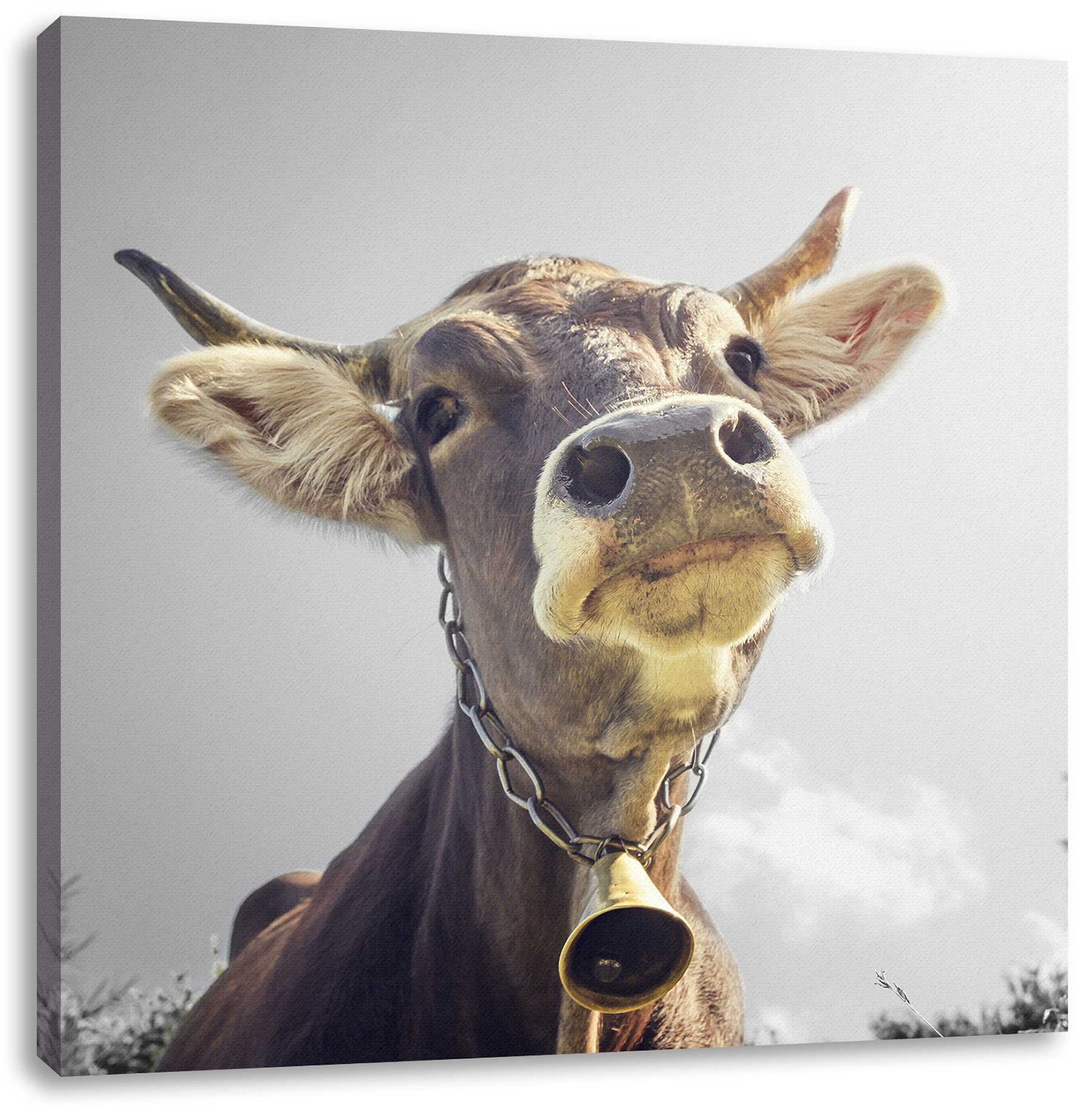 fertig bespannt, Leinwandbild Kuh, Zackenaufhänger Leinwandbild einer (1 St), Portrait Kuh einer Lustiges inkl. Portrait Pixxprint Lustiges