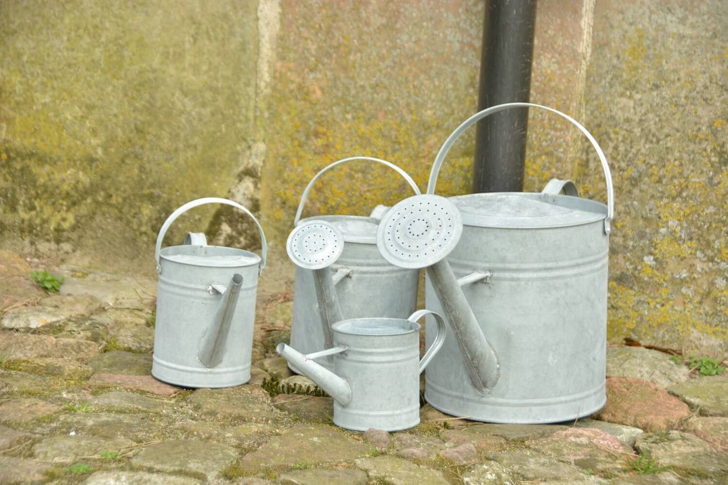 esschert design Gießkanne 1,5 Liter Zinkgießkanne. Robustes Design für Ihre Gartenbewässerung.