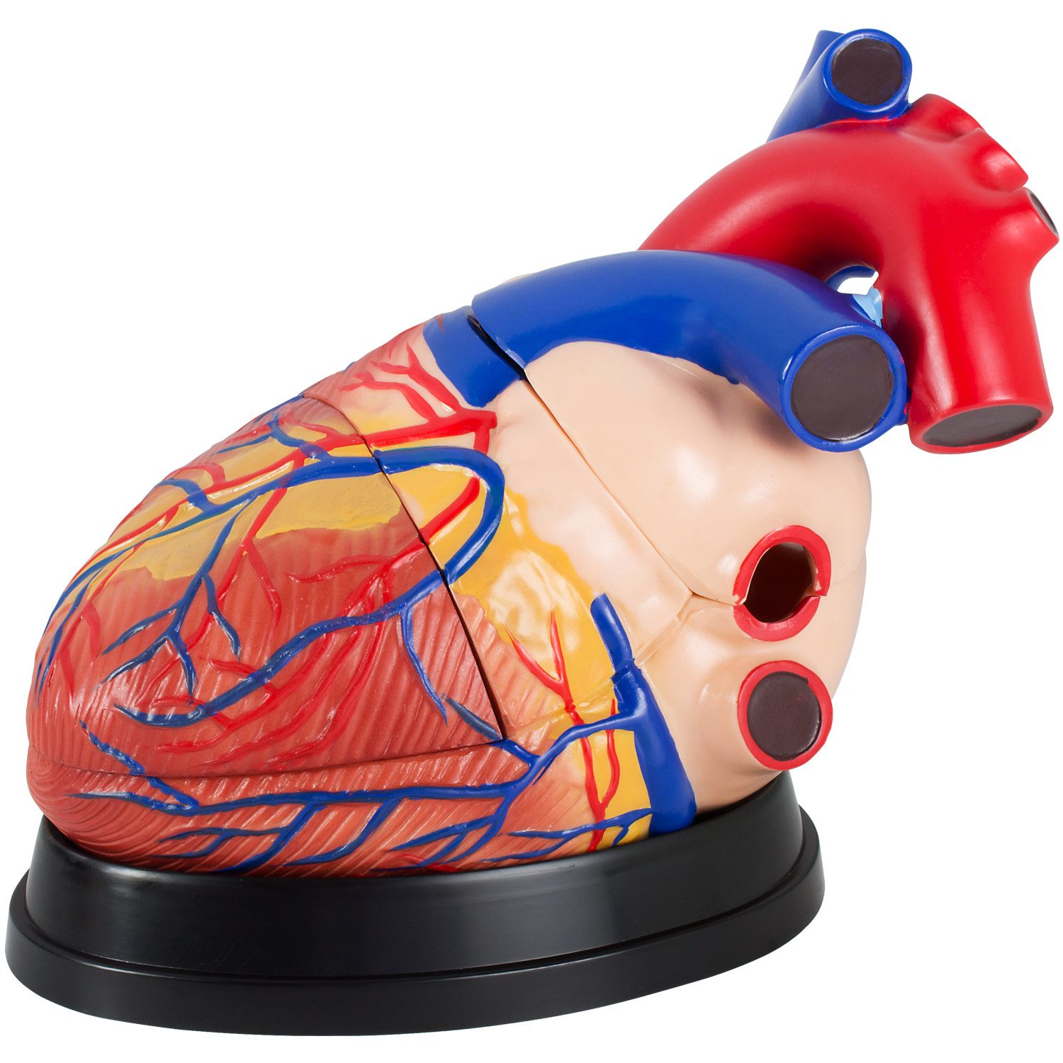MedMod Dekoobjekt Anatomie Modell Herz Herzmodell Anatomiemodell 34 cm 3 Teile