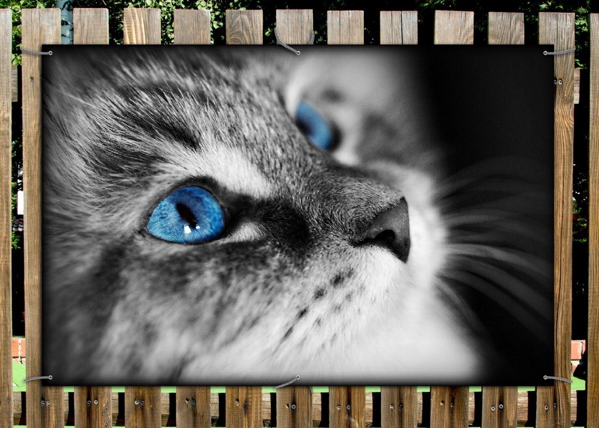 Thumbnail - Wallario Sichtschutzzaunmatten Schwarz-weiß getigerte Katze mit leuchtend blauen Augen