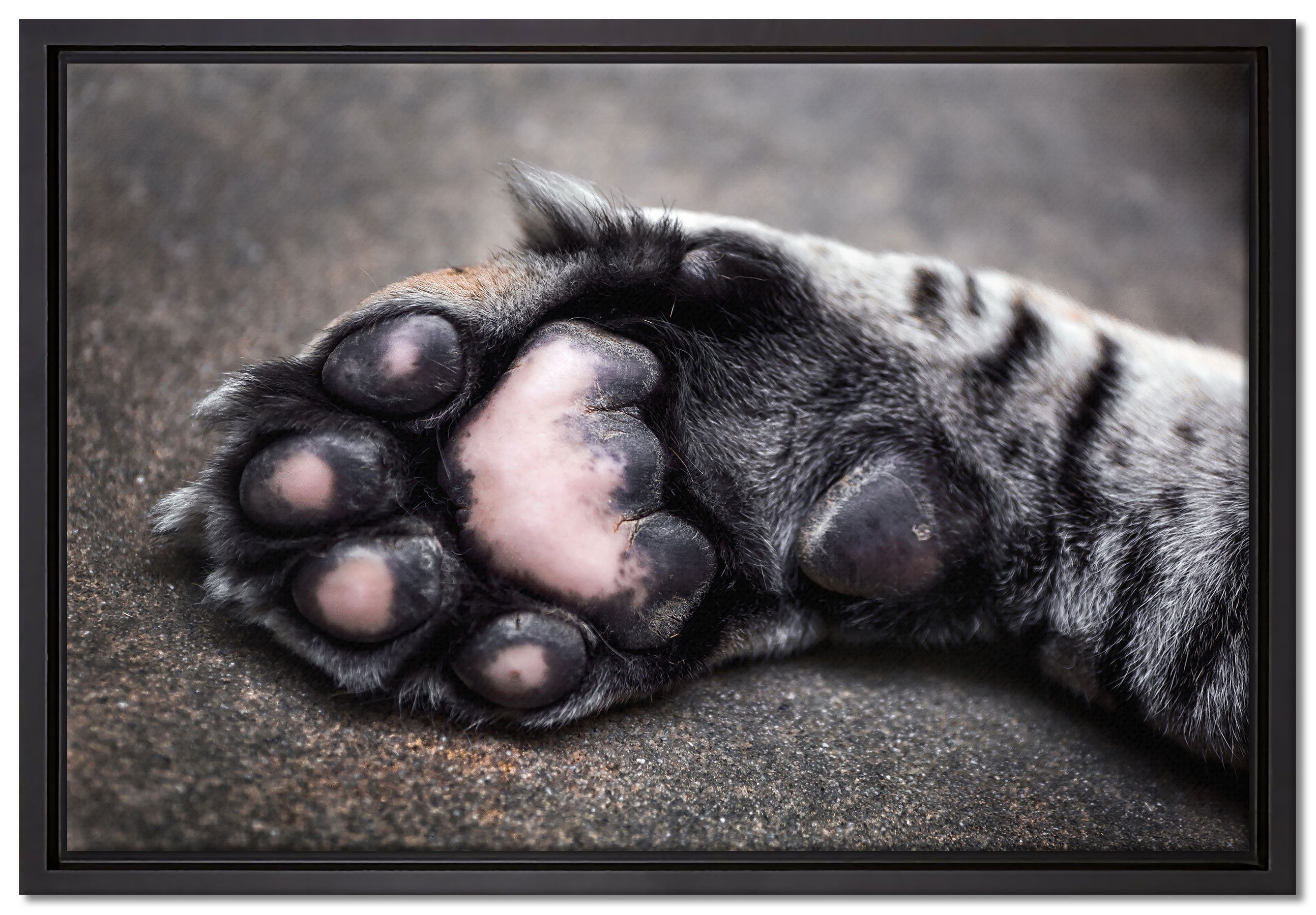 bespannt, Leinwandbild Schattenfugen-Bilderrahmen inkl. Pixxprint Wanddekoration fertig (1 Katzenpfote, St), Leinwandbild in Zackenaufhänger gefasst, Schöne einem